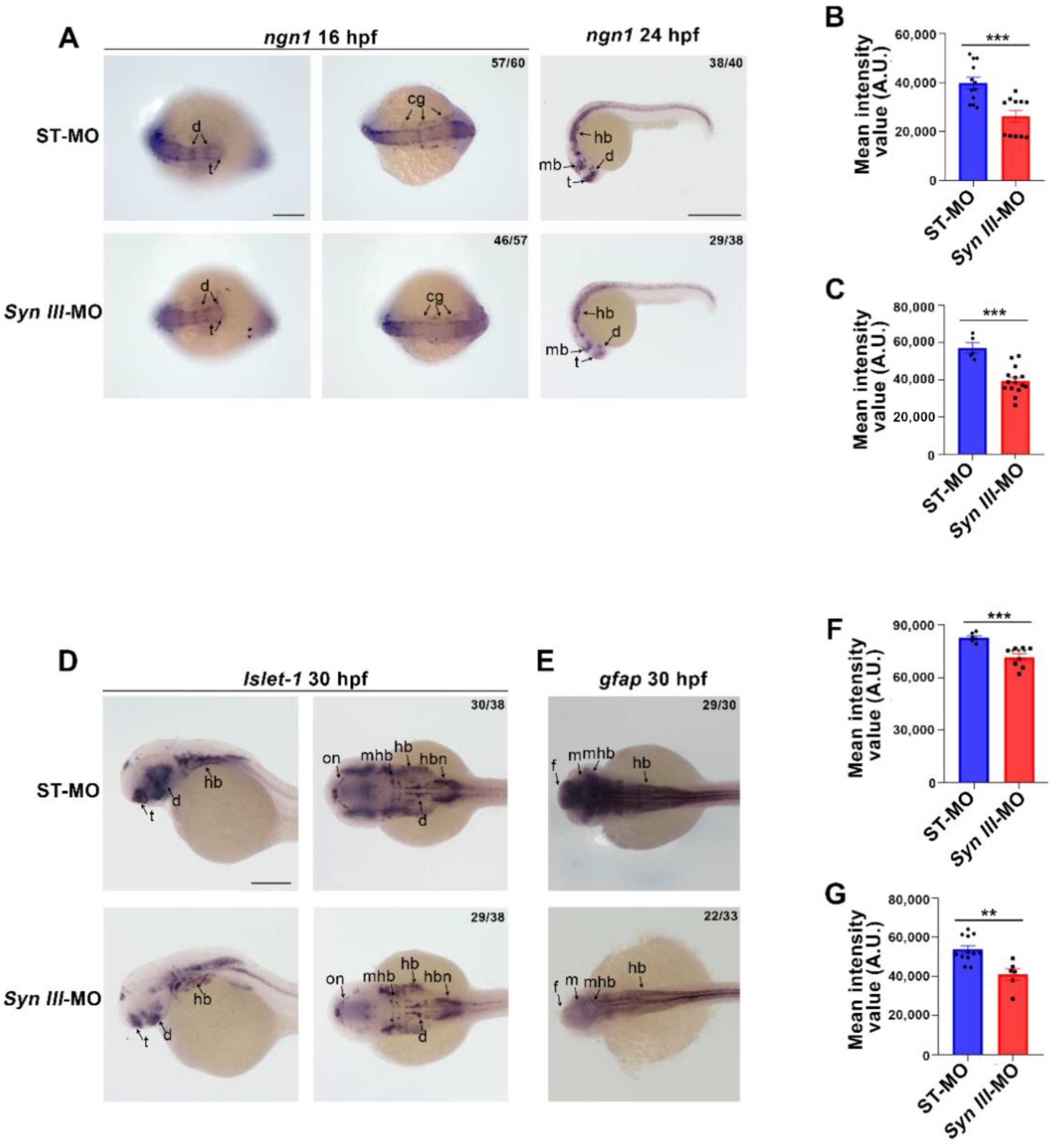 Cells 11 03902 g002 Cells 11 03902 g002