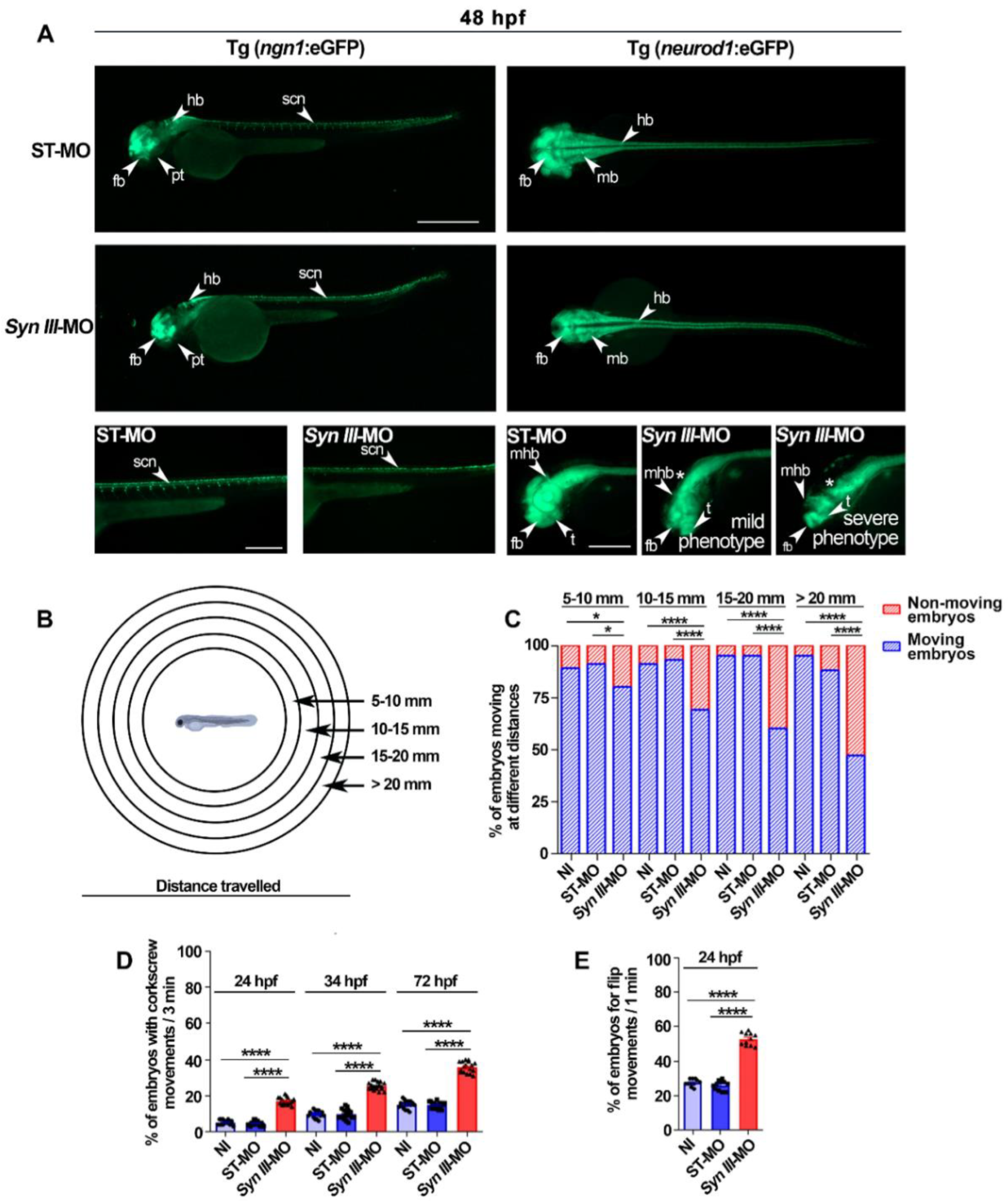 Cells 11 03902 g003 Cells 11 03902 g003