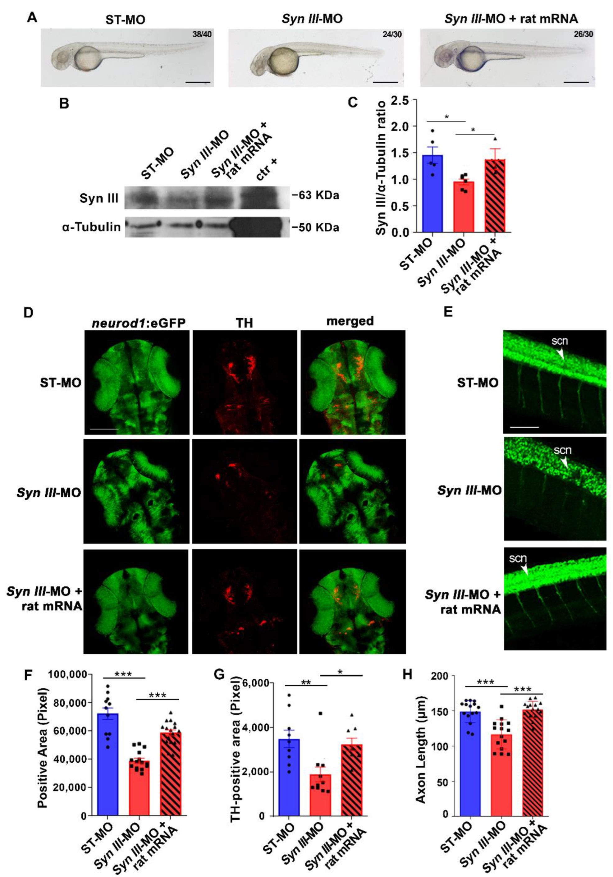 Cells 11 03902 g004 Cells 11 03902 g004