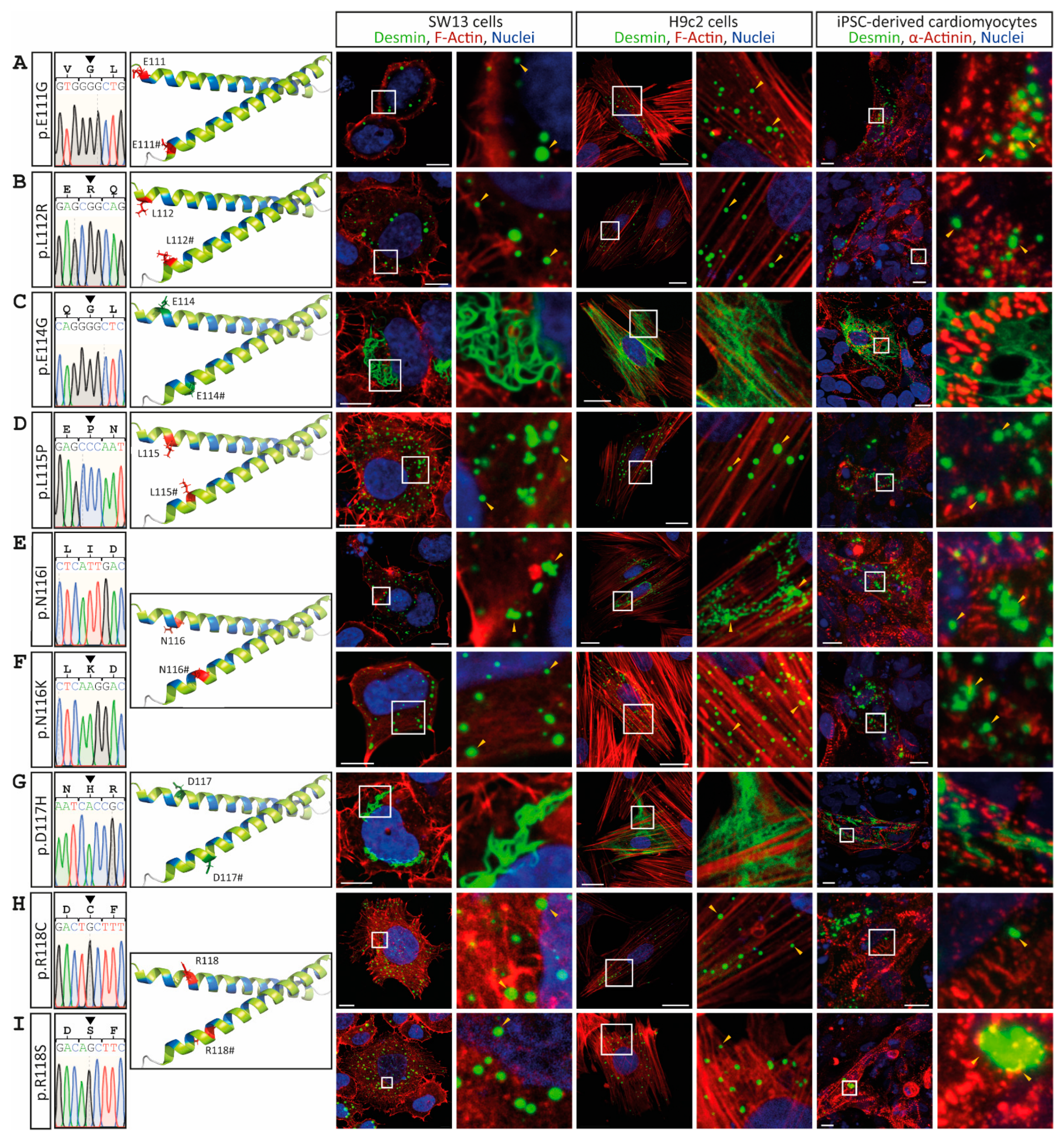 Cells 11 03906 g002 Cells 11 03906 g002