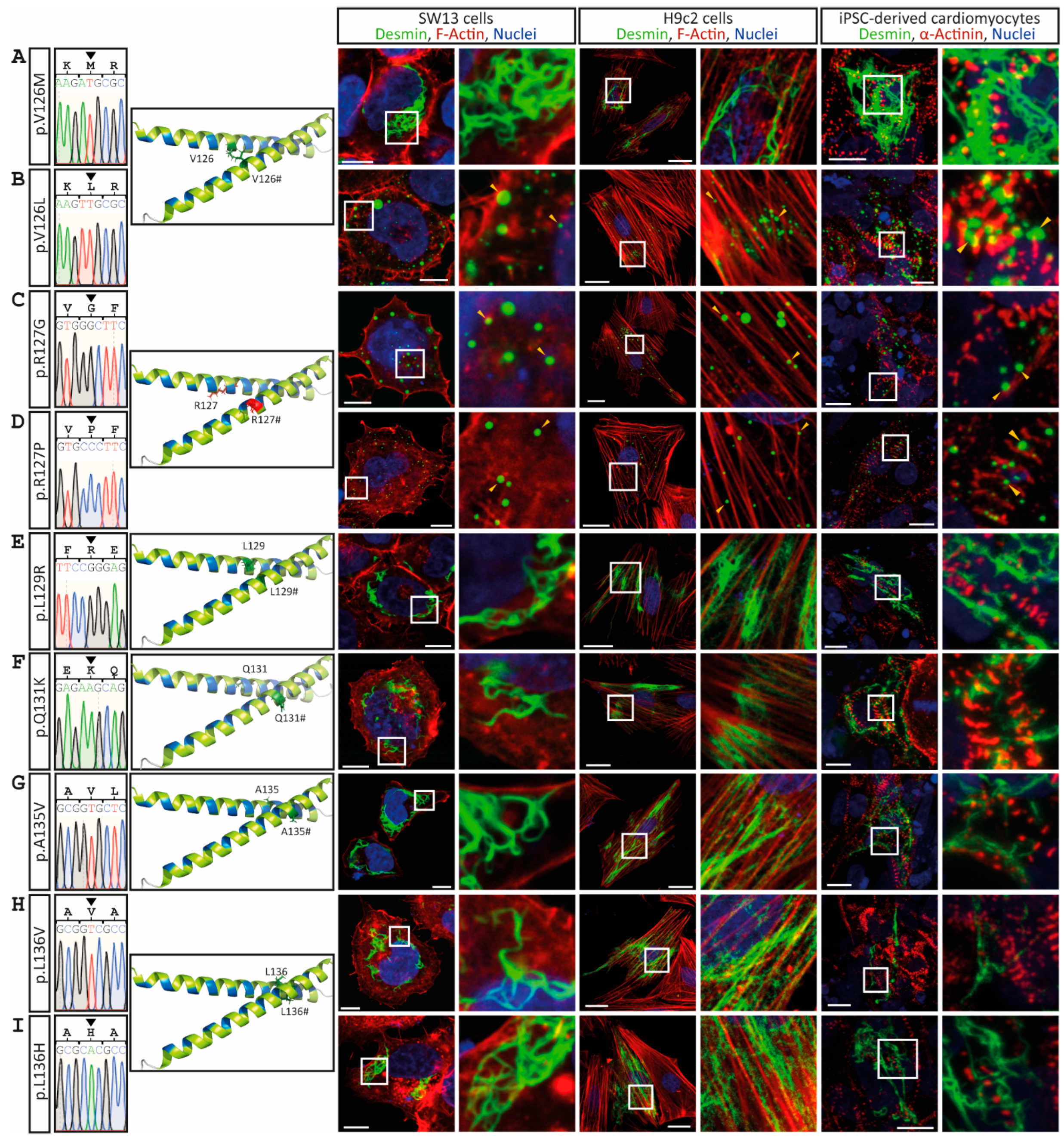 Cells 11 03906 g004 Cells 11 03906 g004