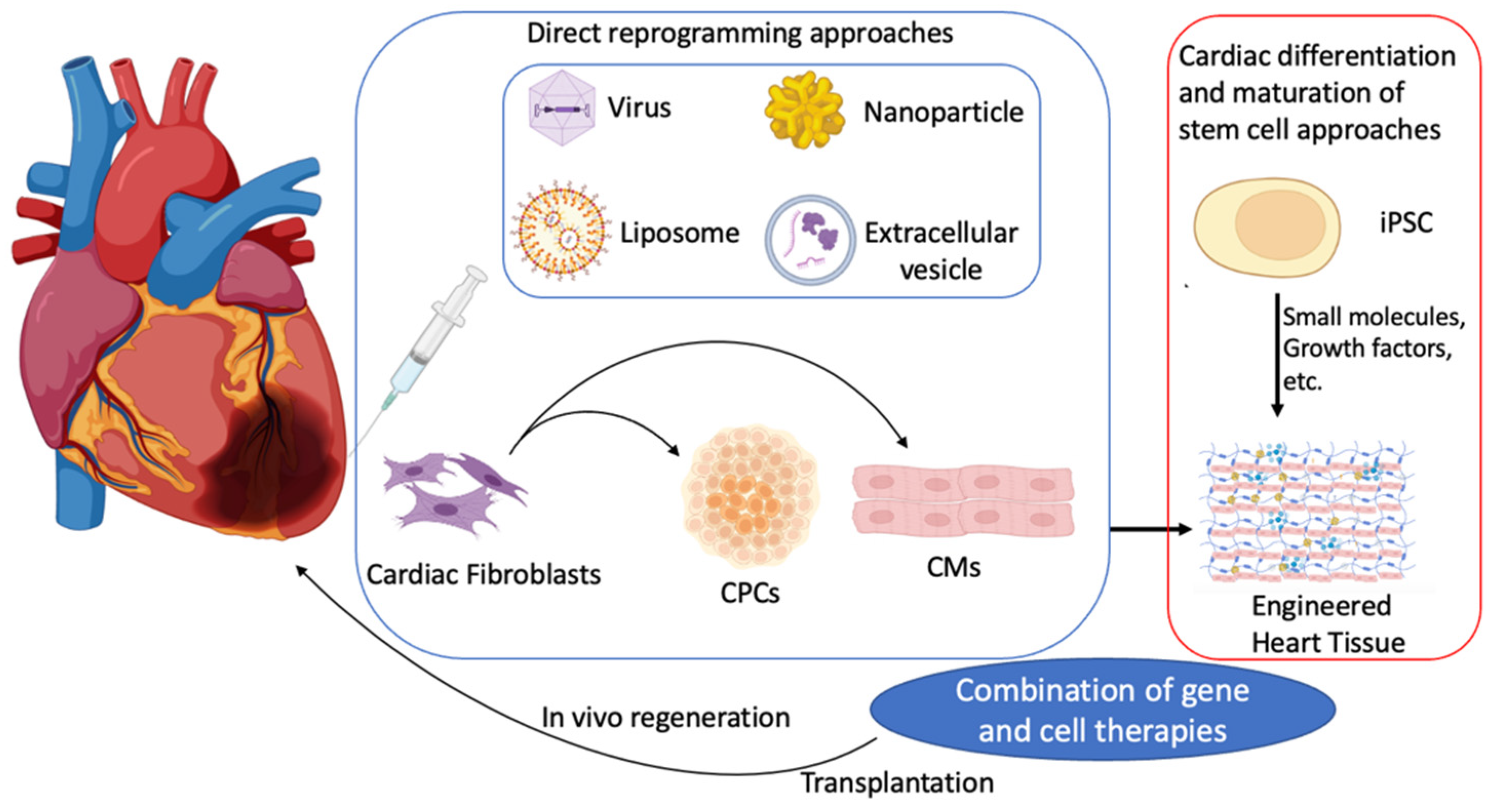 Innovative approach brings cell-reprogramming therapy for heart failure  closer to reality