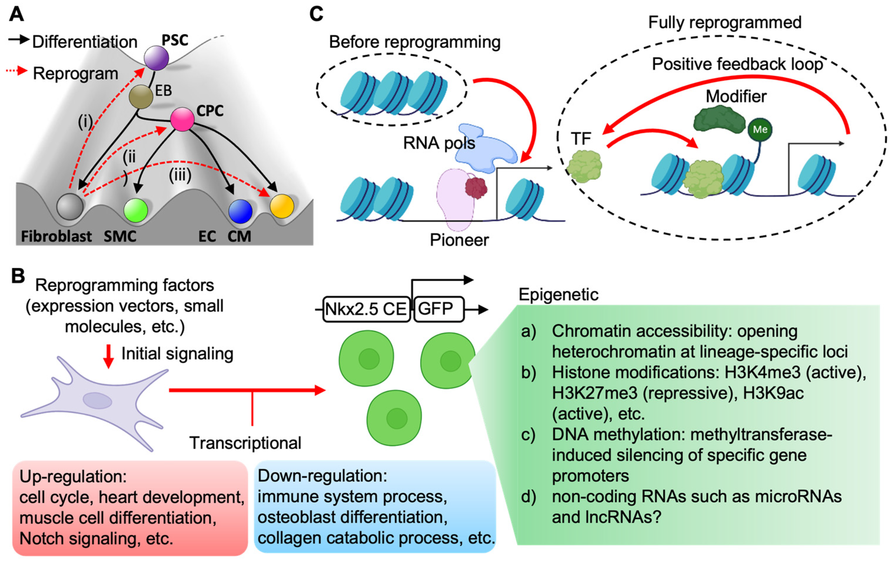 Cells 11 03914 g003 Cells 11 03914 g003