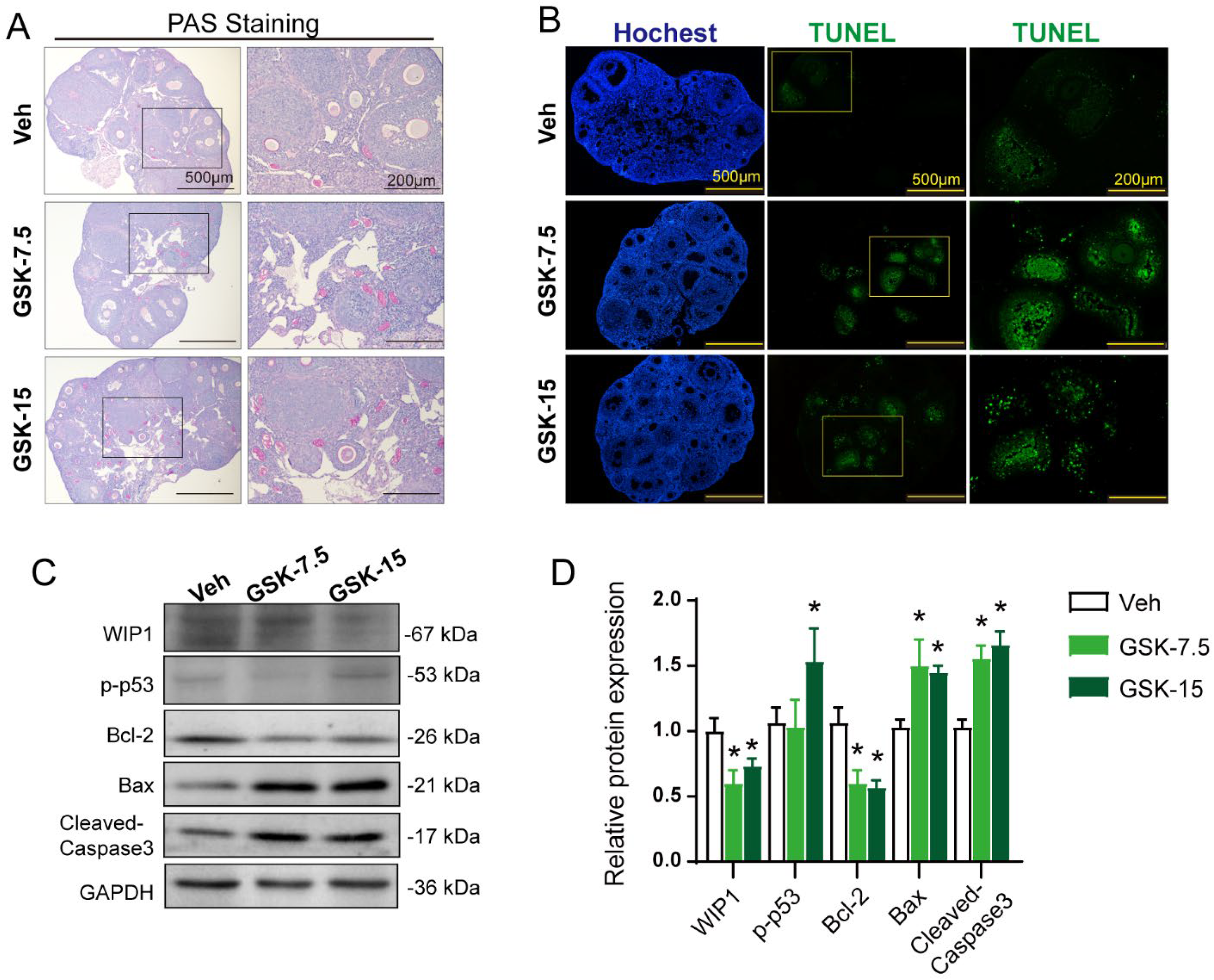Cells 11 03920 g004 Cells 11 03920 g004