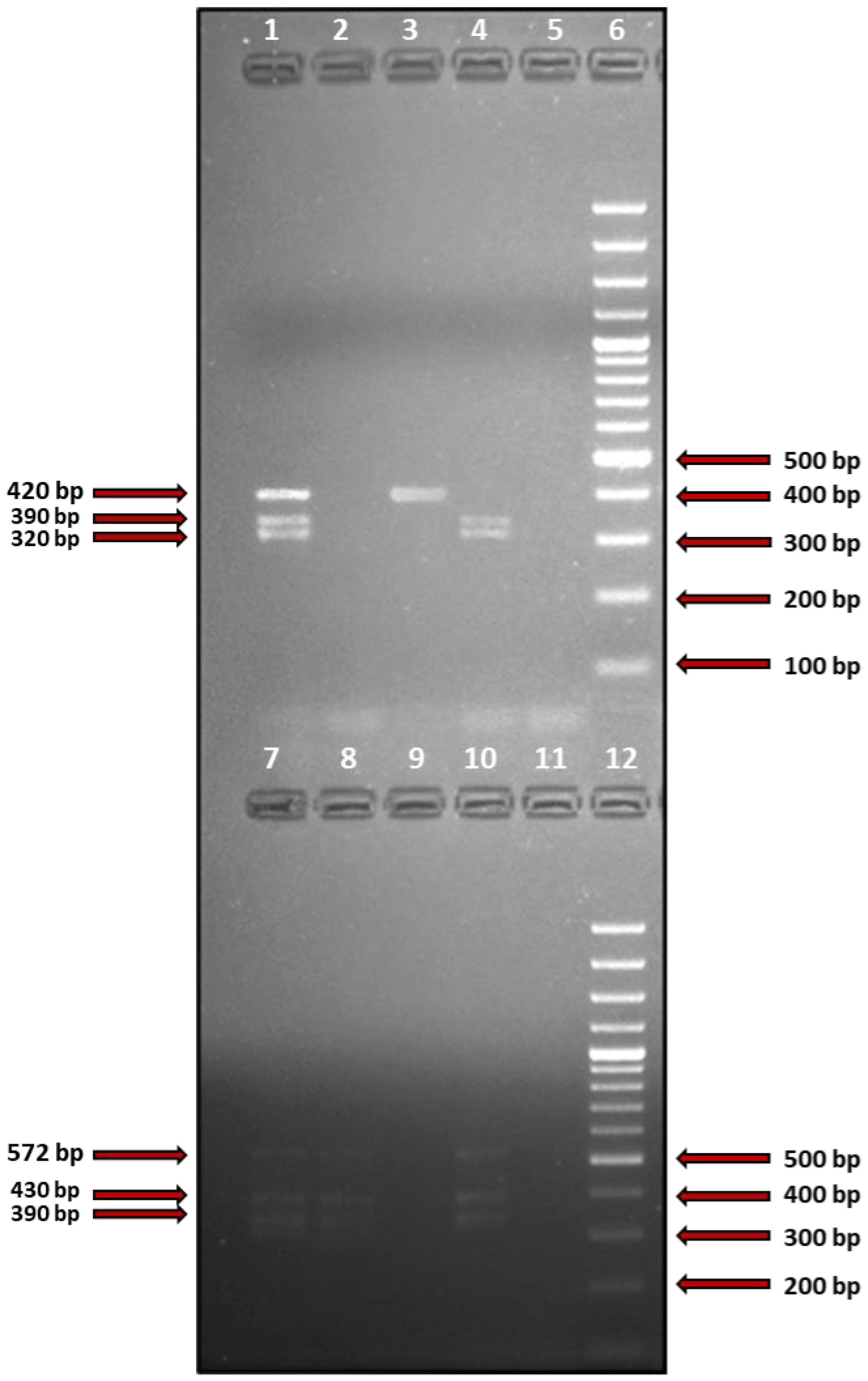 Cells 11 03921 g001 Cells 11 03921 g001