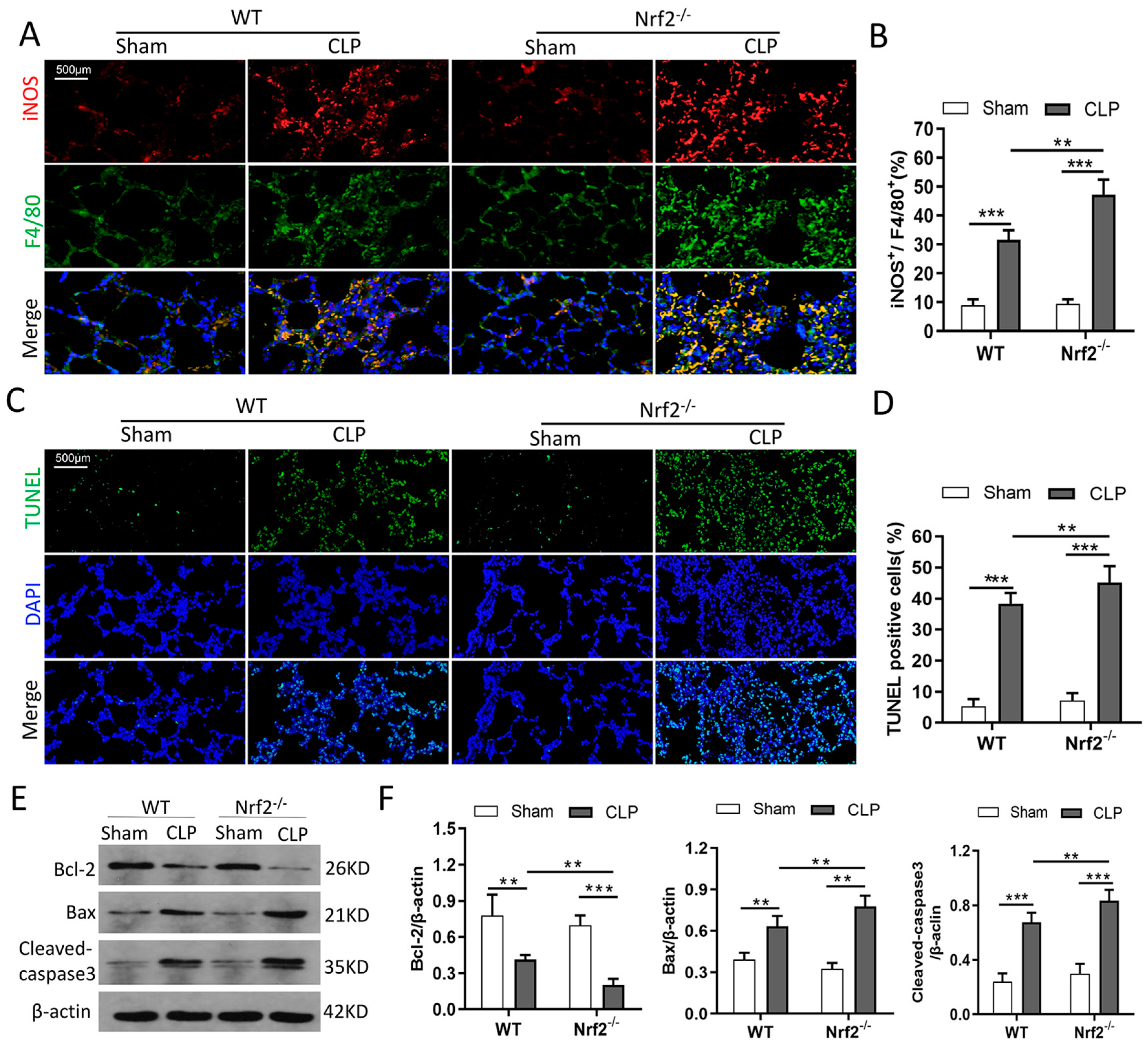 Cells 11 03927 g004 Cells 11 03927 g004