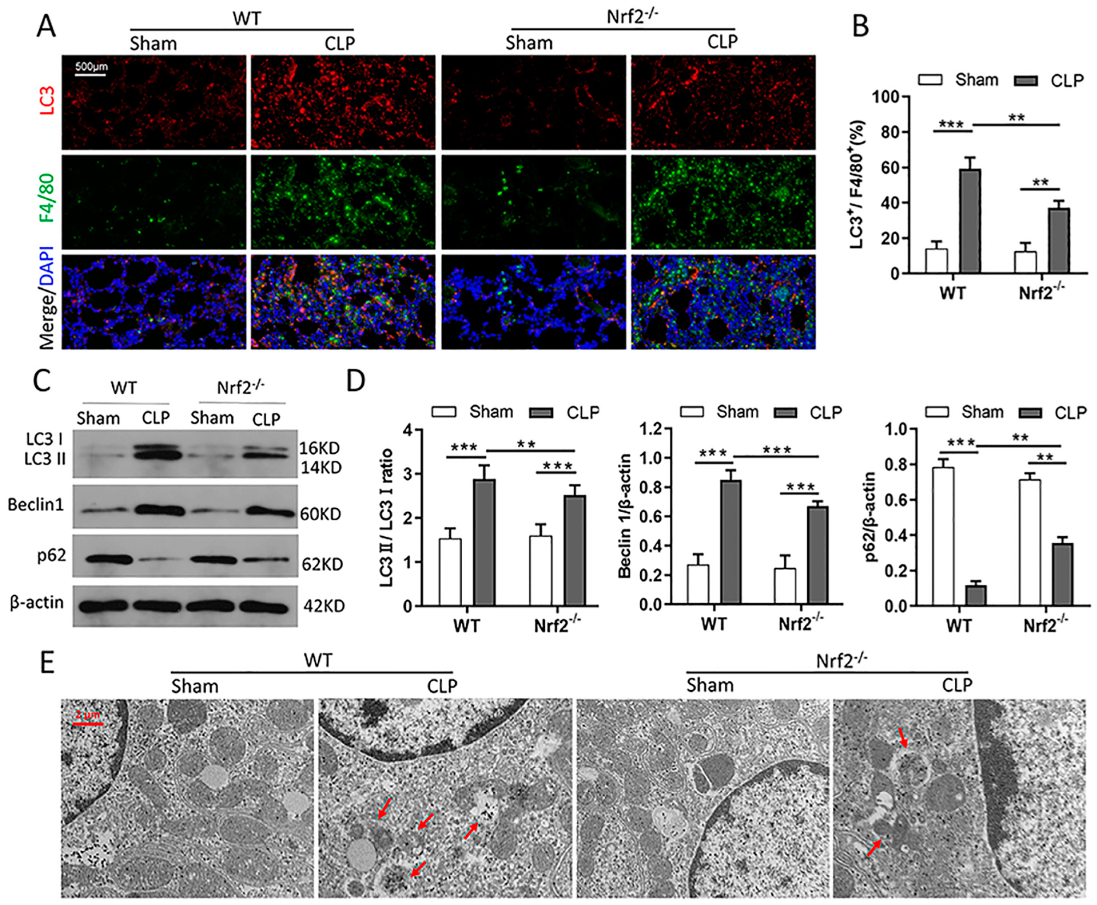 Cells 11 03927 g005 Cells 11 03927 g005