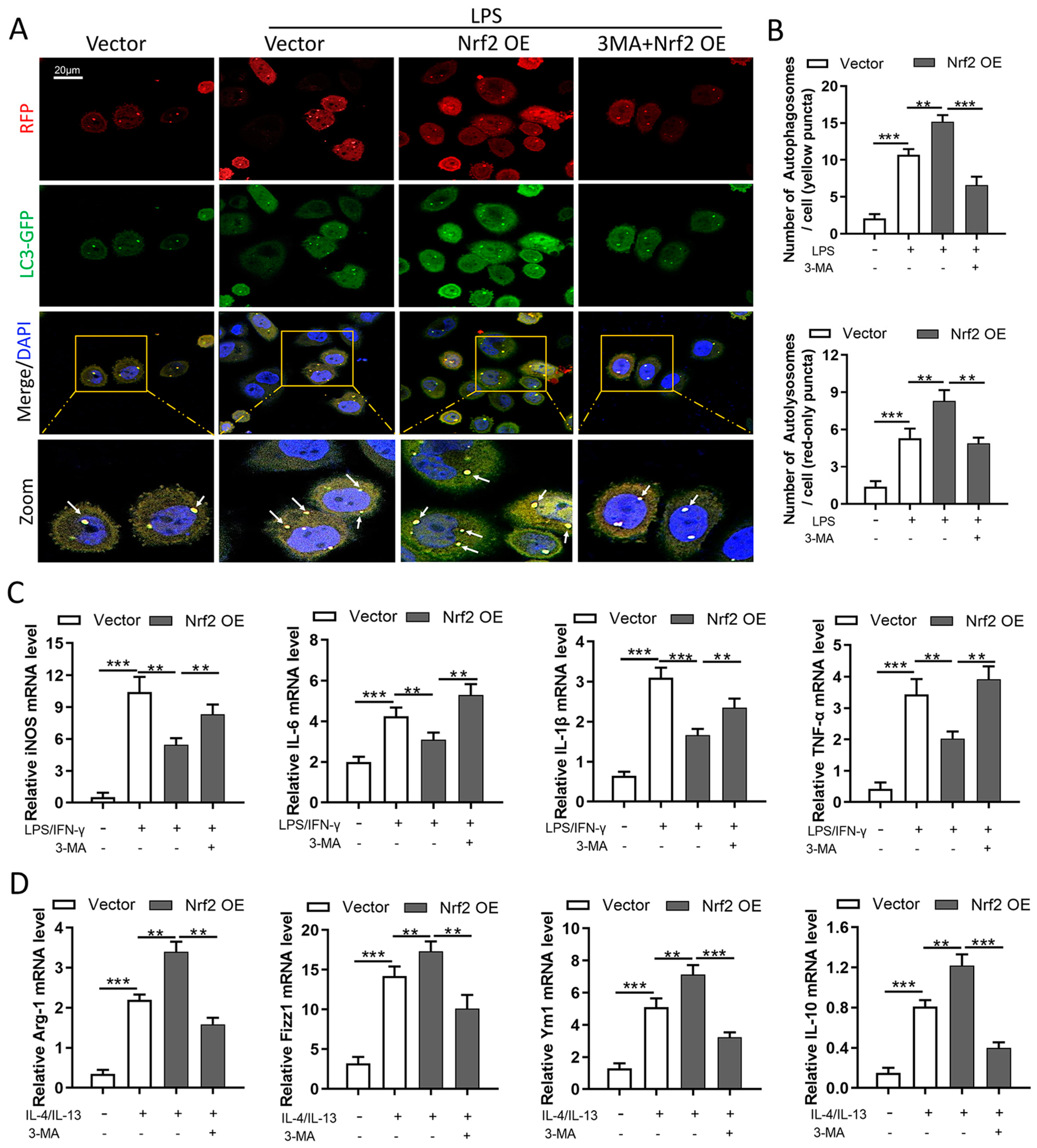 Cells 11 03927 g008 Cells 11 03927 g008