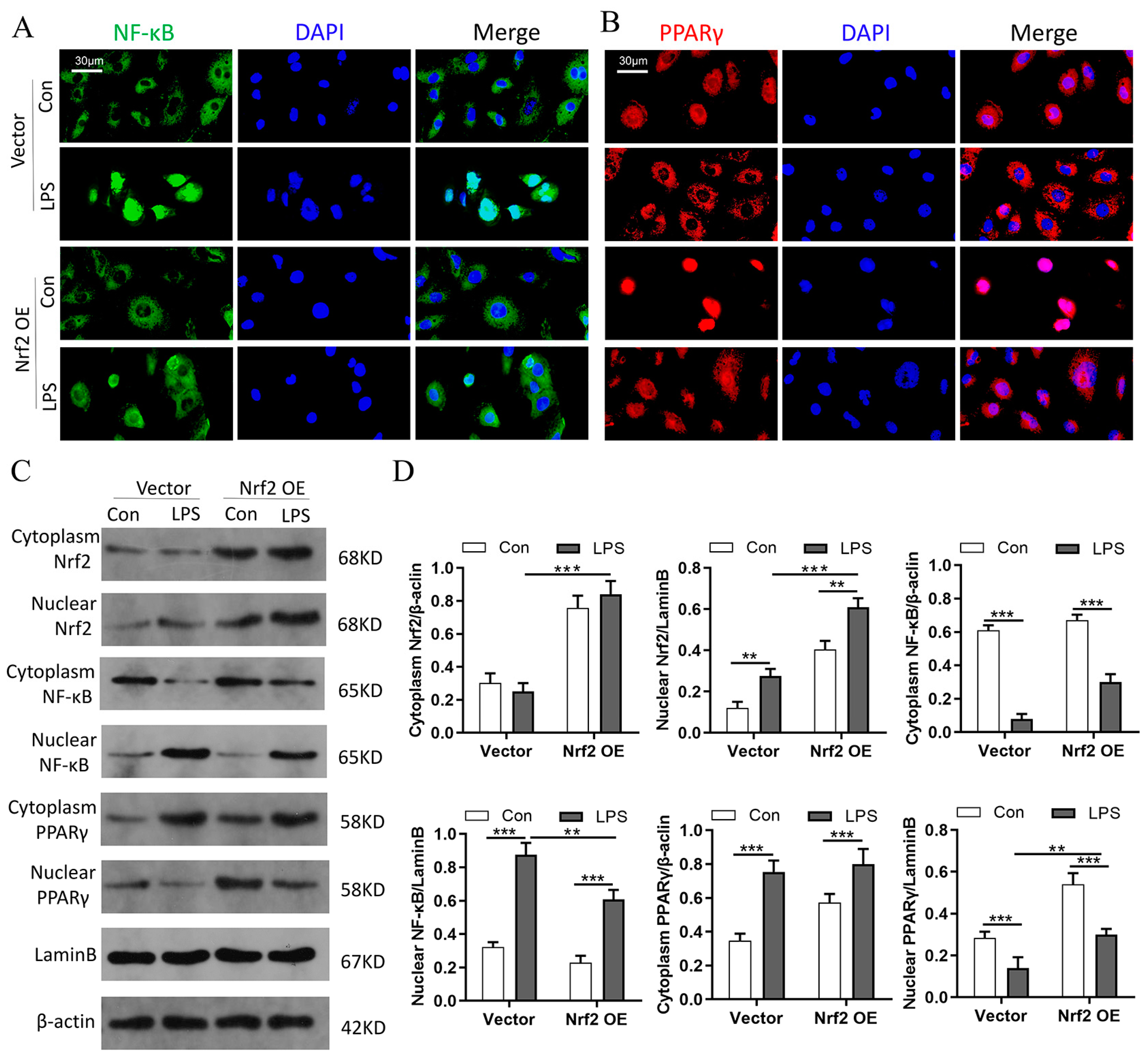 Cells 11 03927 g009 Cells 11 03927 g009