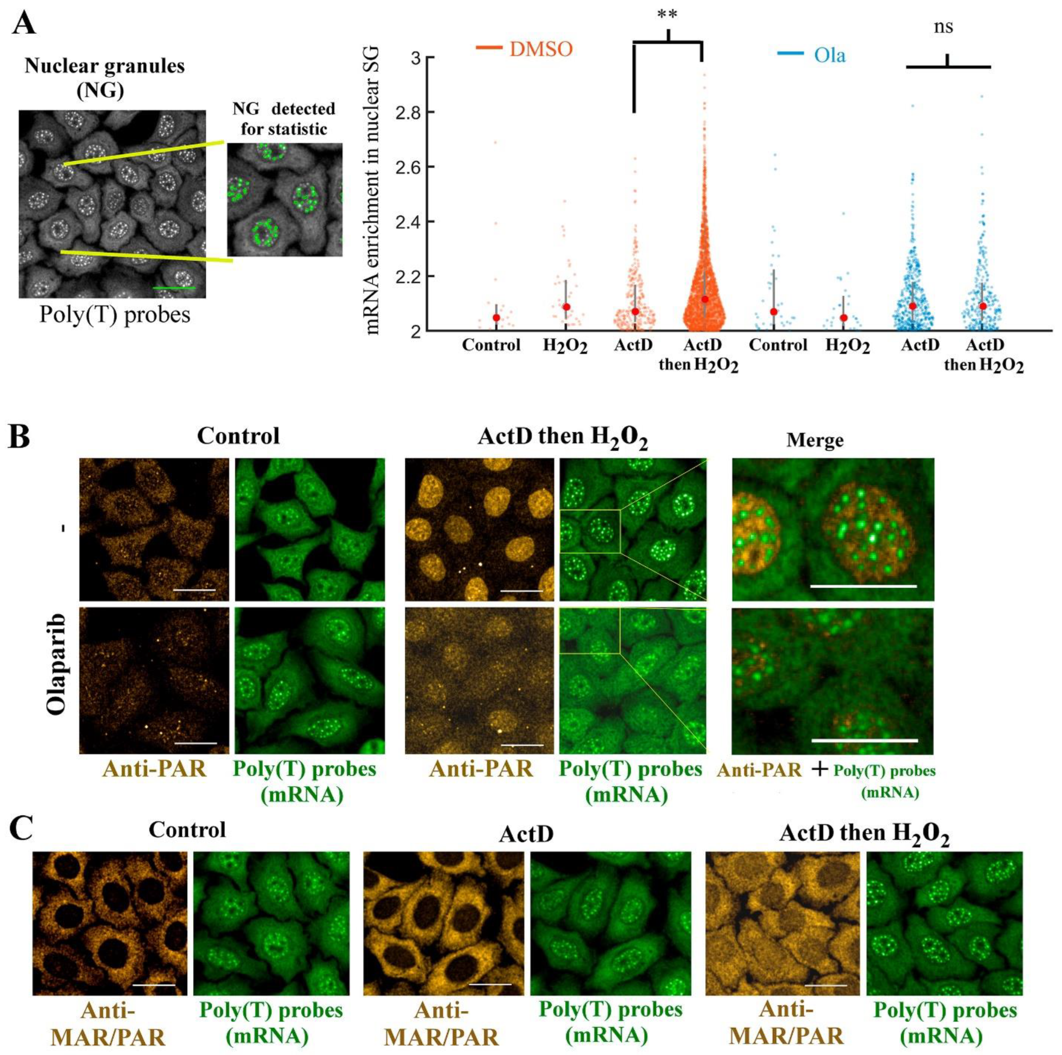 Cells 11 03932 g004 Cells 11 03932 g004