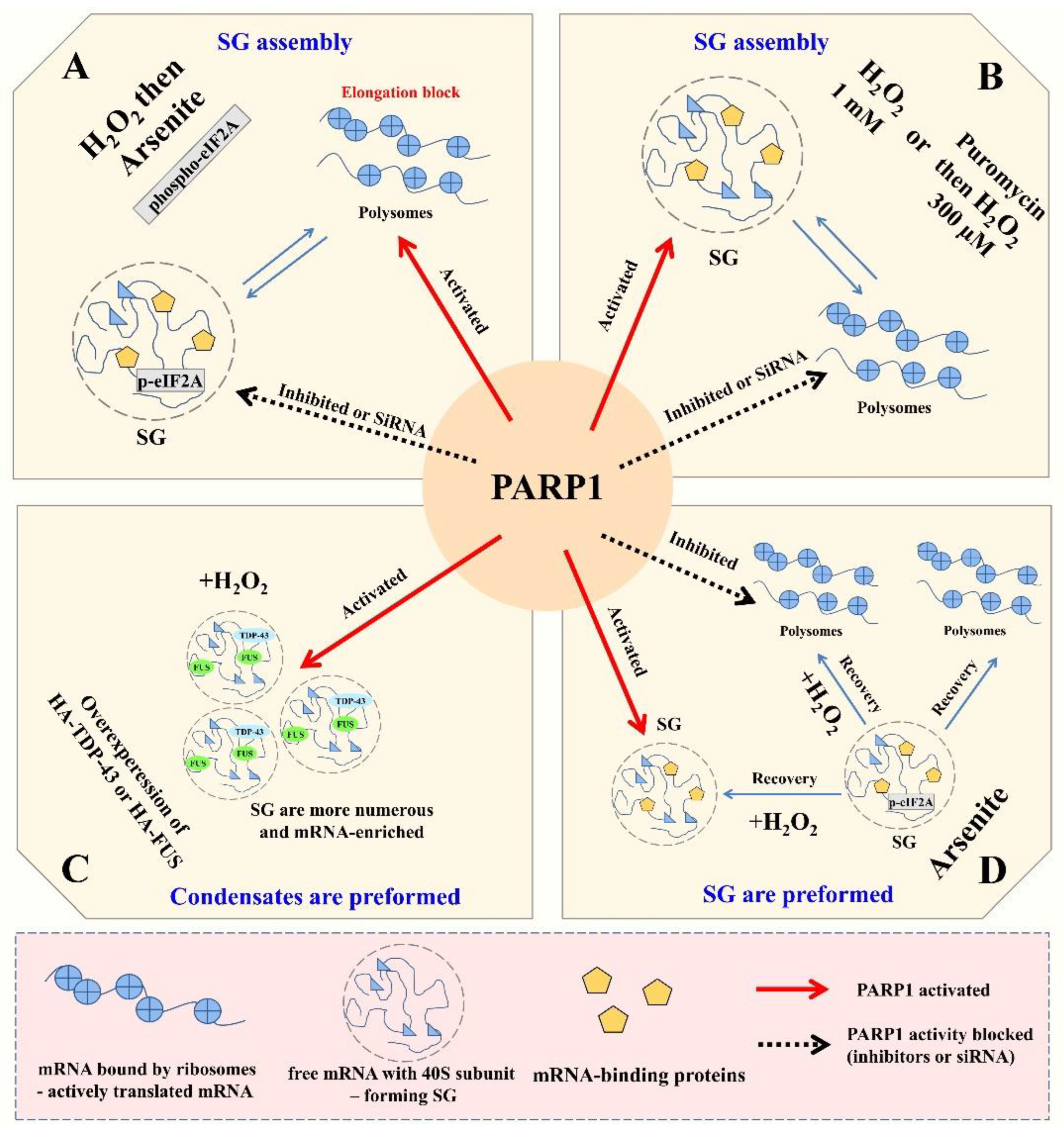 Cells 11 03932 g006 Cells 11 03932 g006