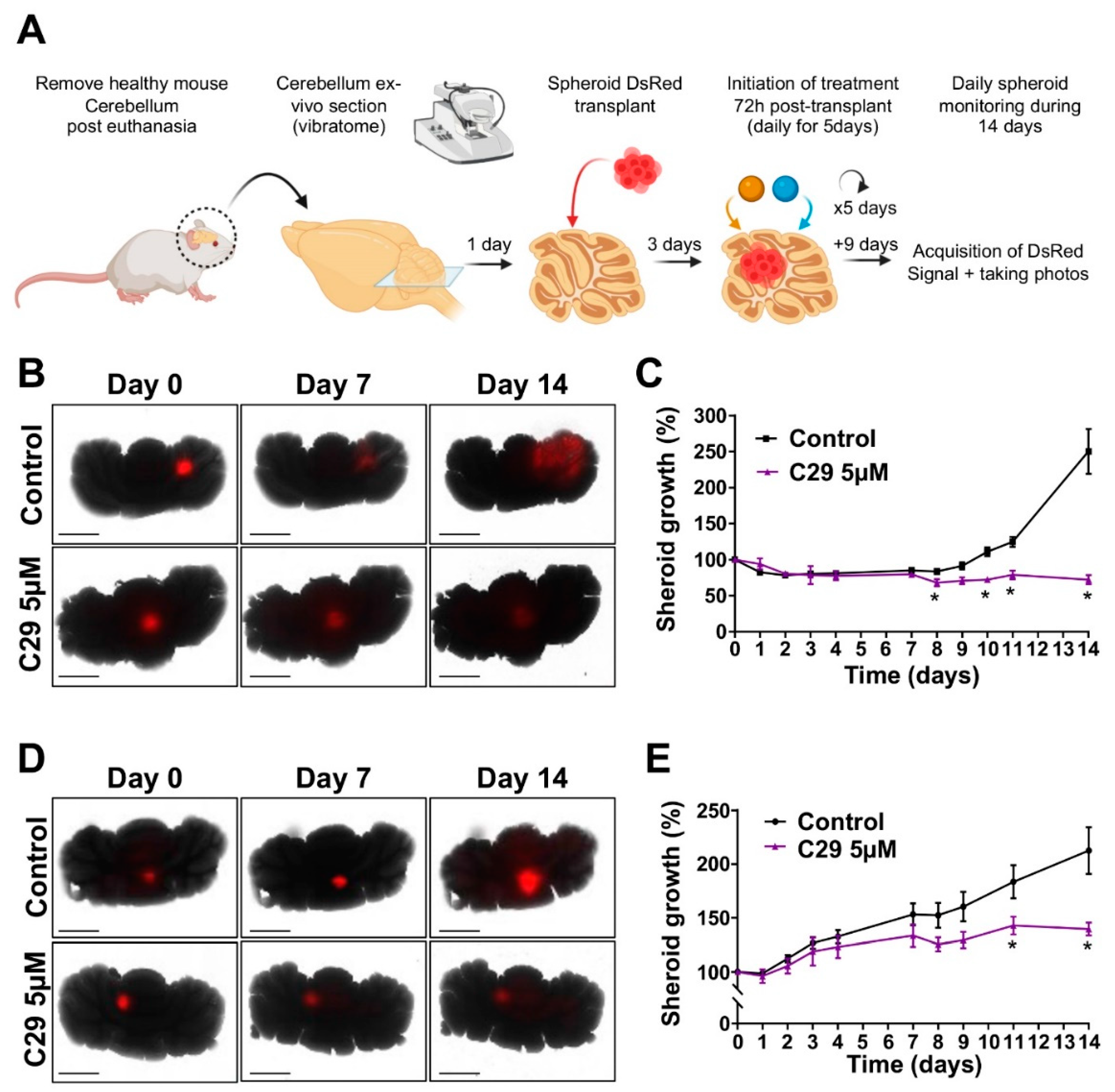 Cells 11 03933 g007 Cells 11 03933 g007