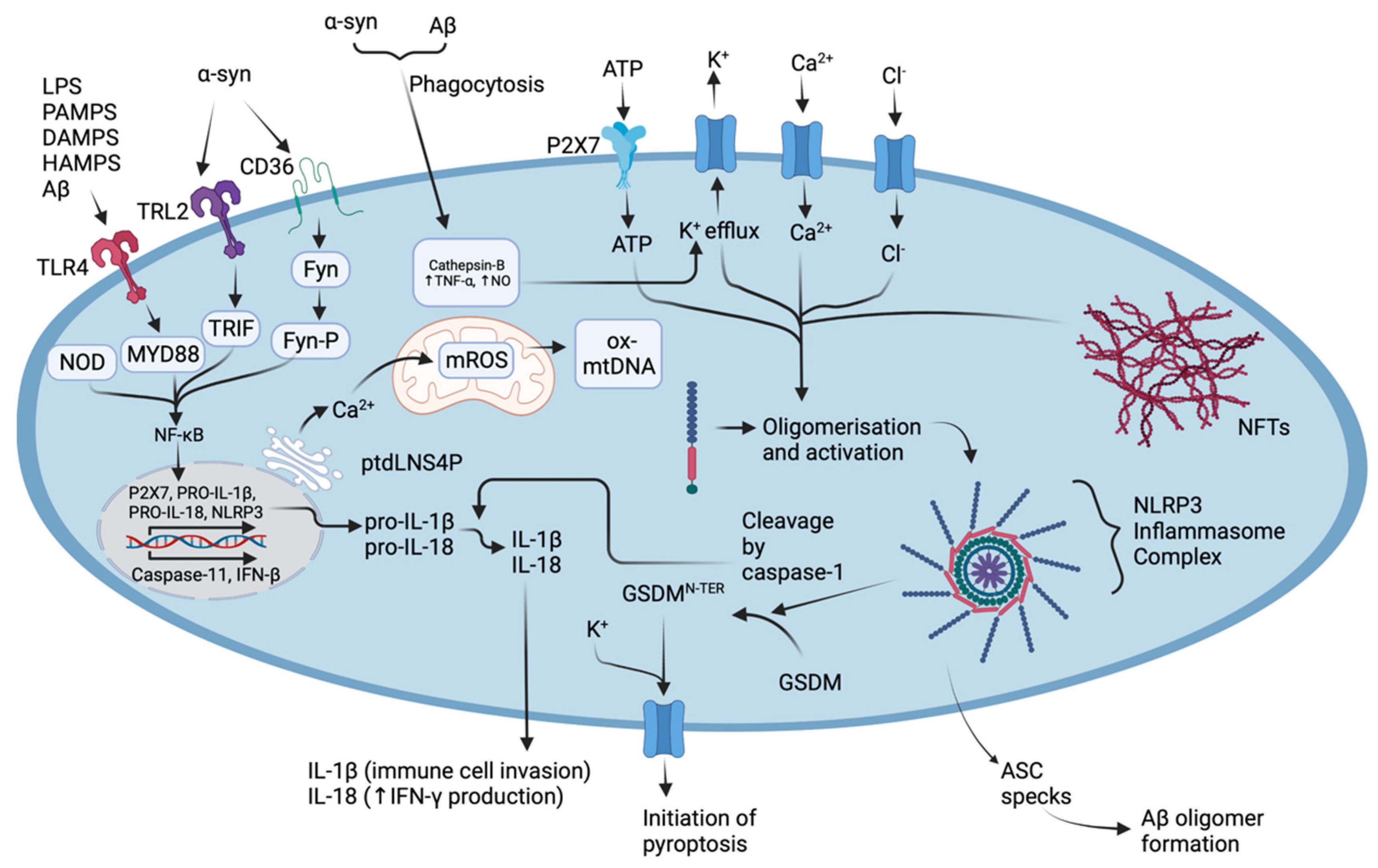 Cells 11 03938 g002 Cells 11 03938 g002