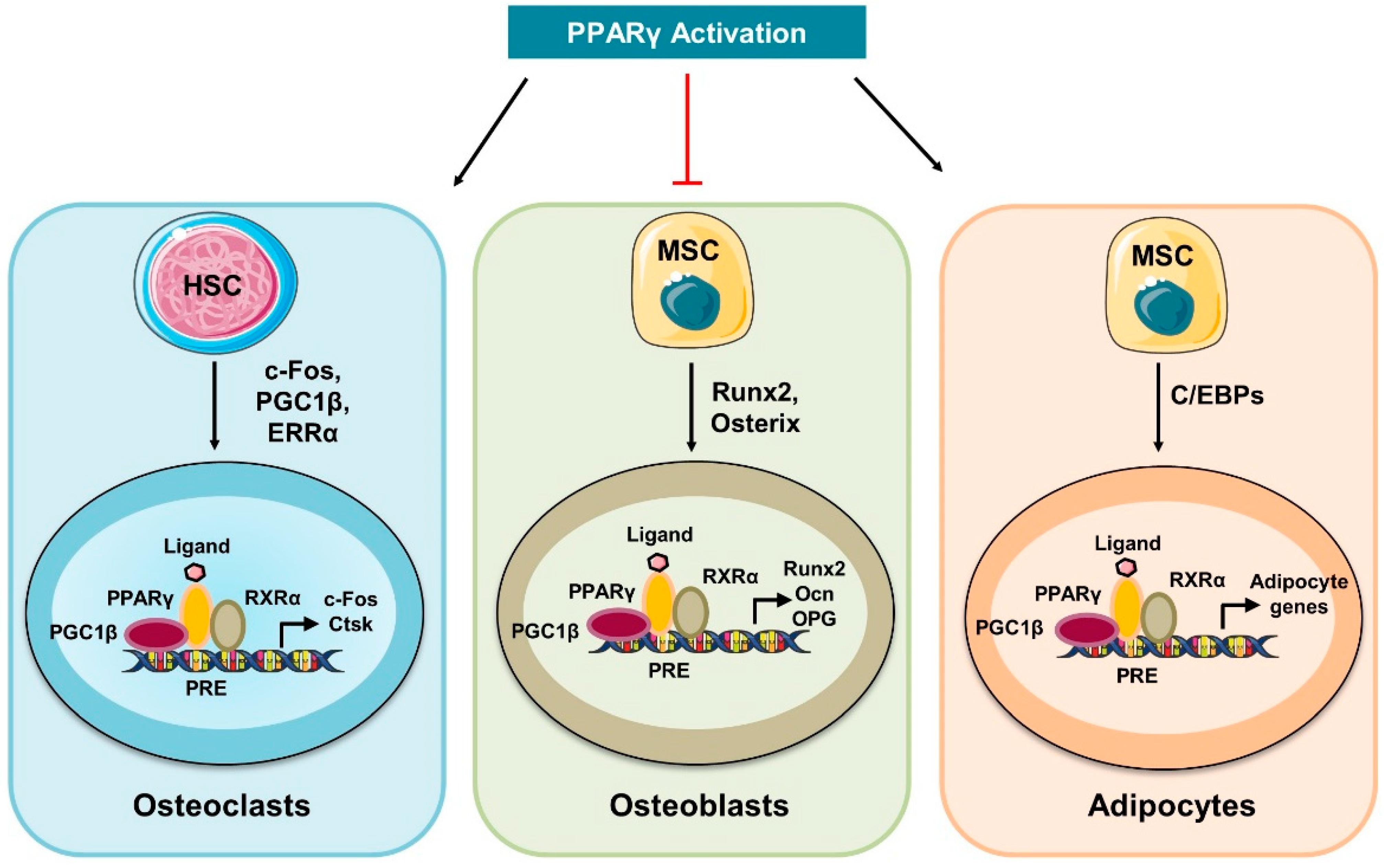 Cells | Free Full-Text | Osteometabolism: Metabolic Alterations in