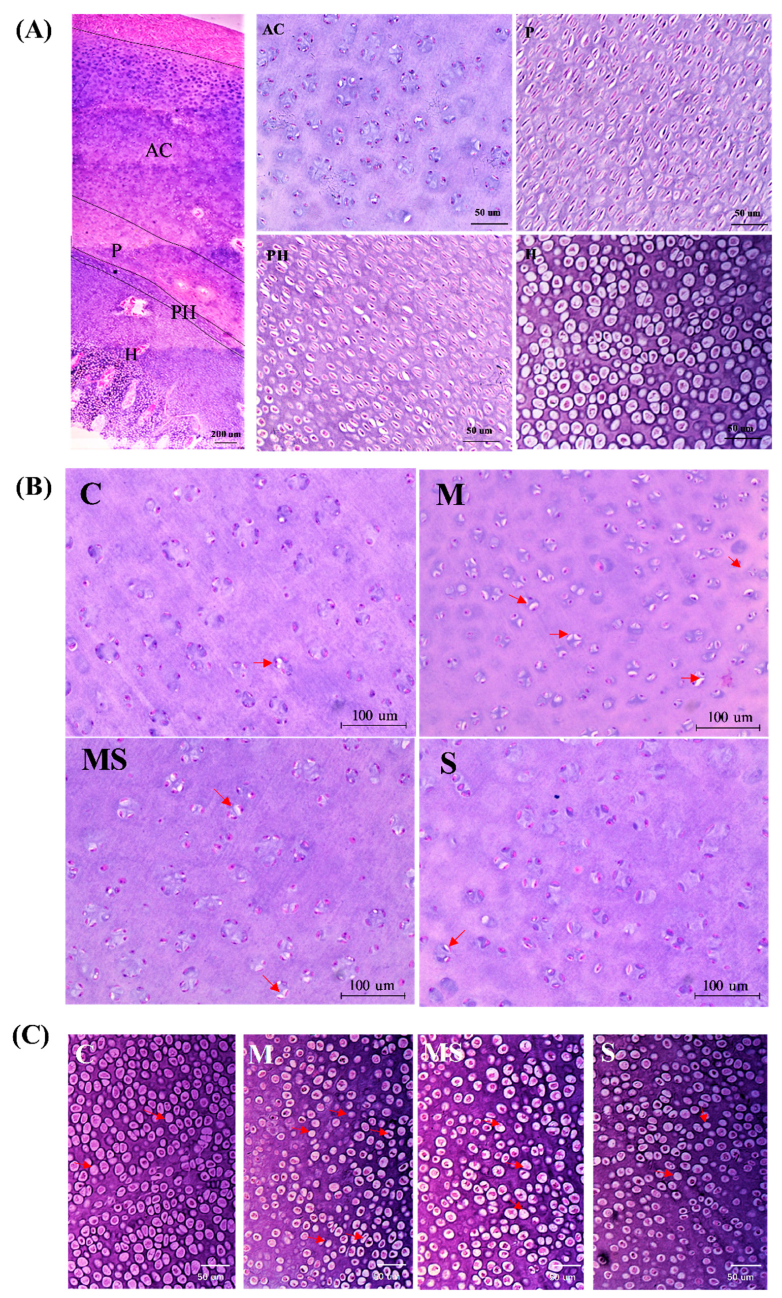 Cells 11 03945 g001a Cells 11 03945 g001a