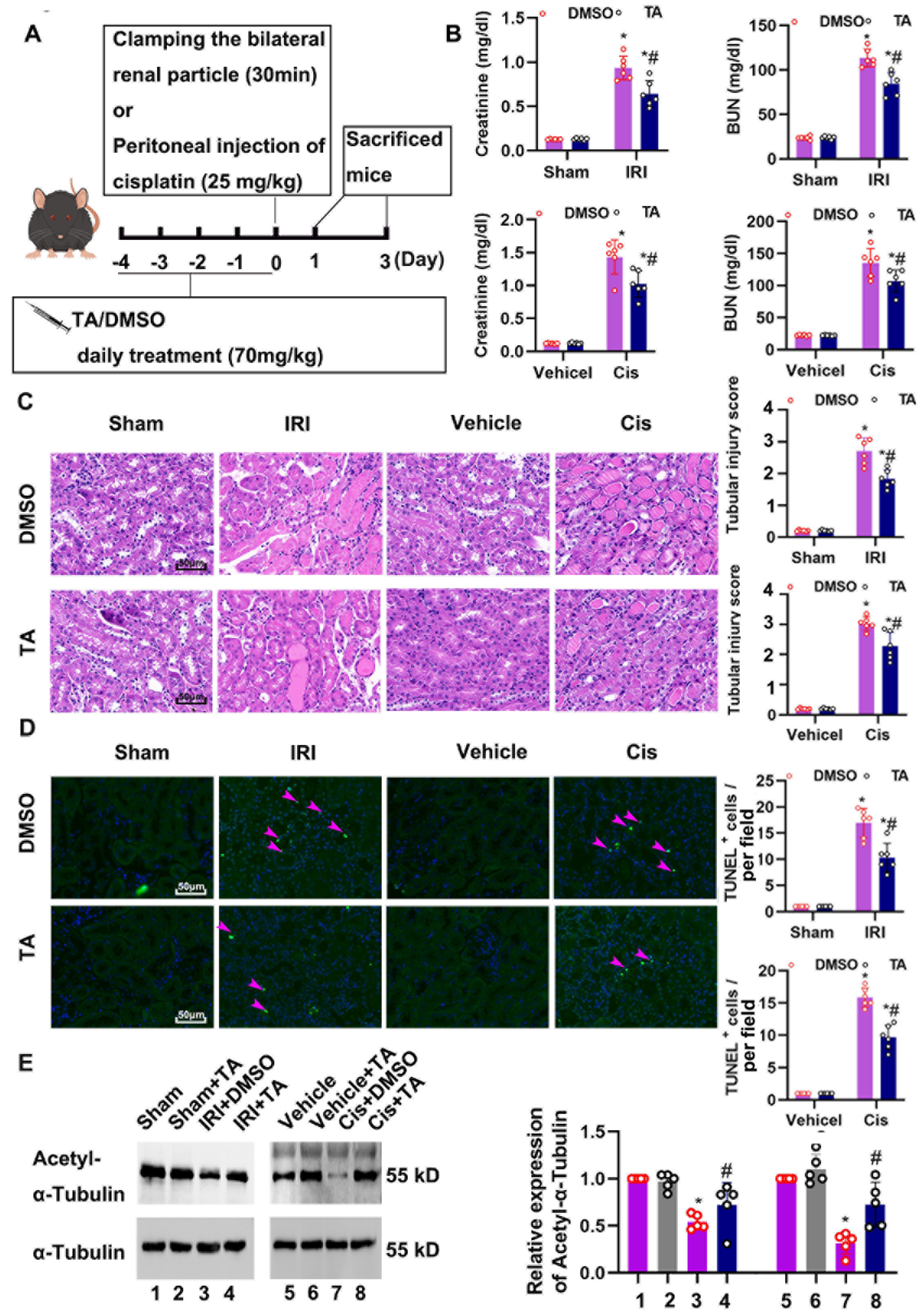 Cells 11 03951 g002 Cells 11 03951 g002