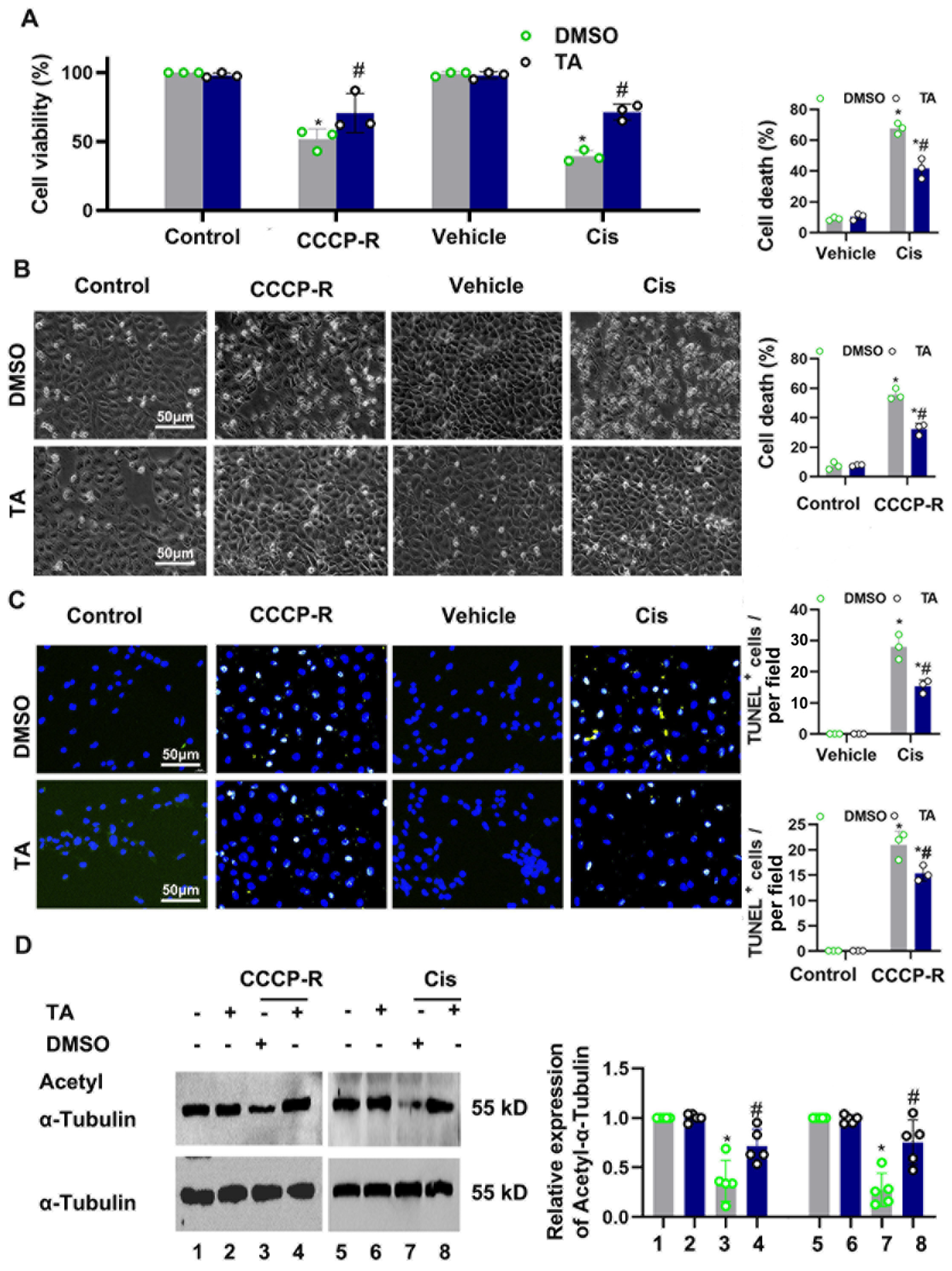 Cells 11 03951 g003 Cells 11 03951 g003