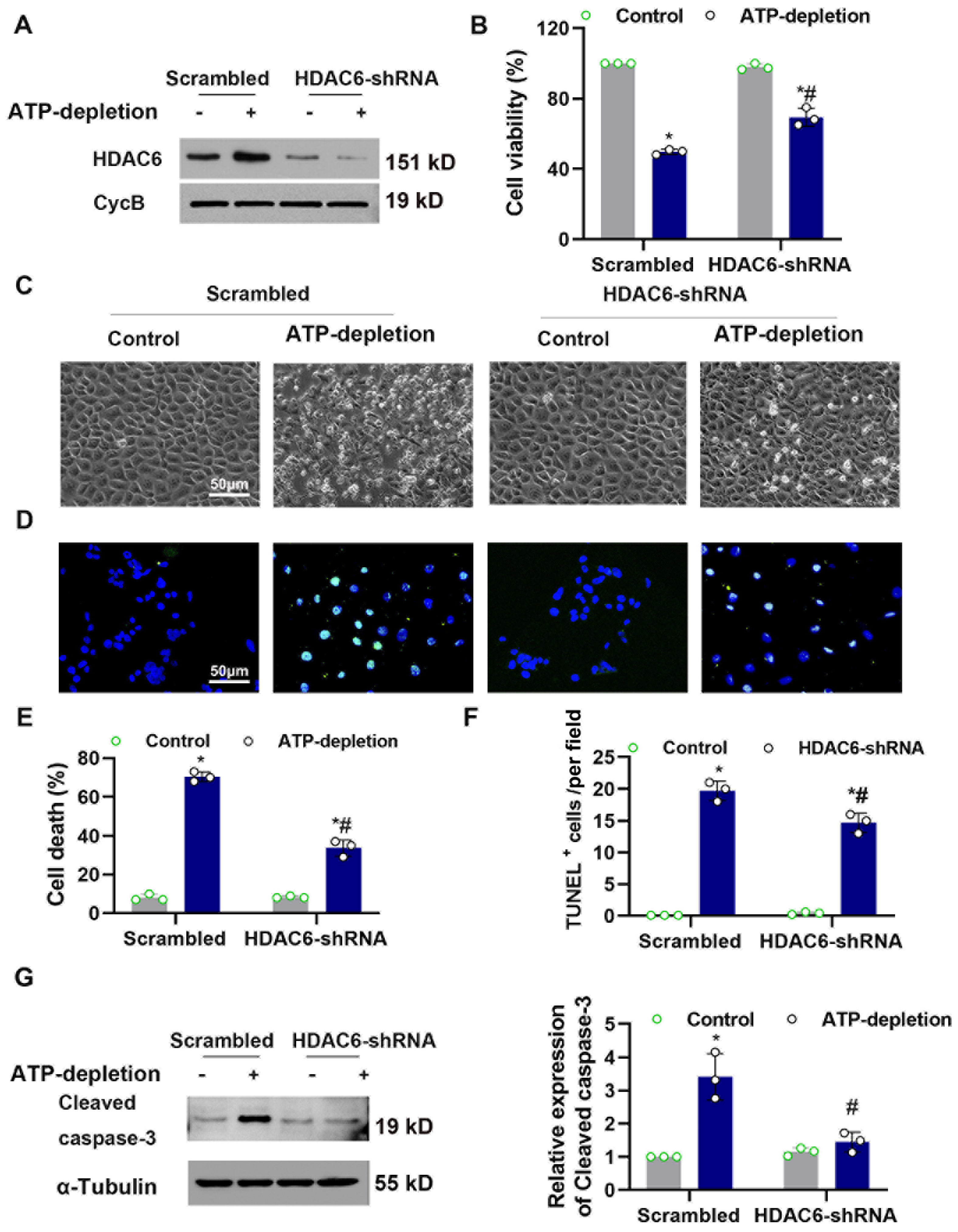 Cells 11 03951 g004 Cells 11 03951 g004