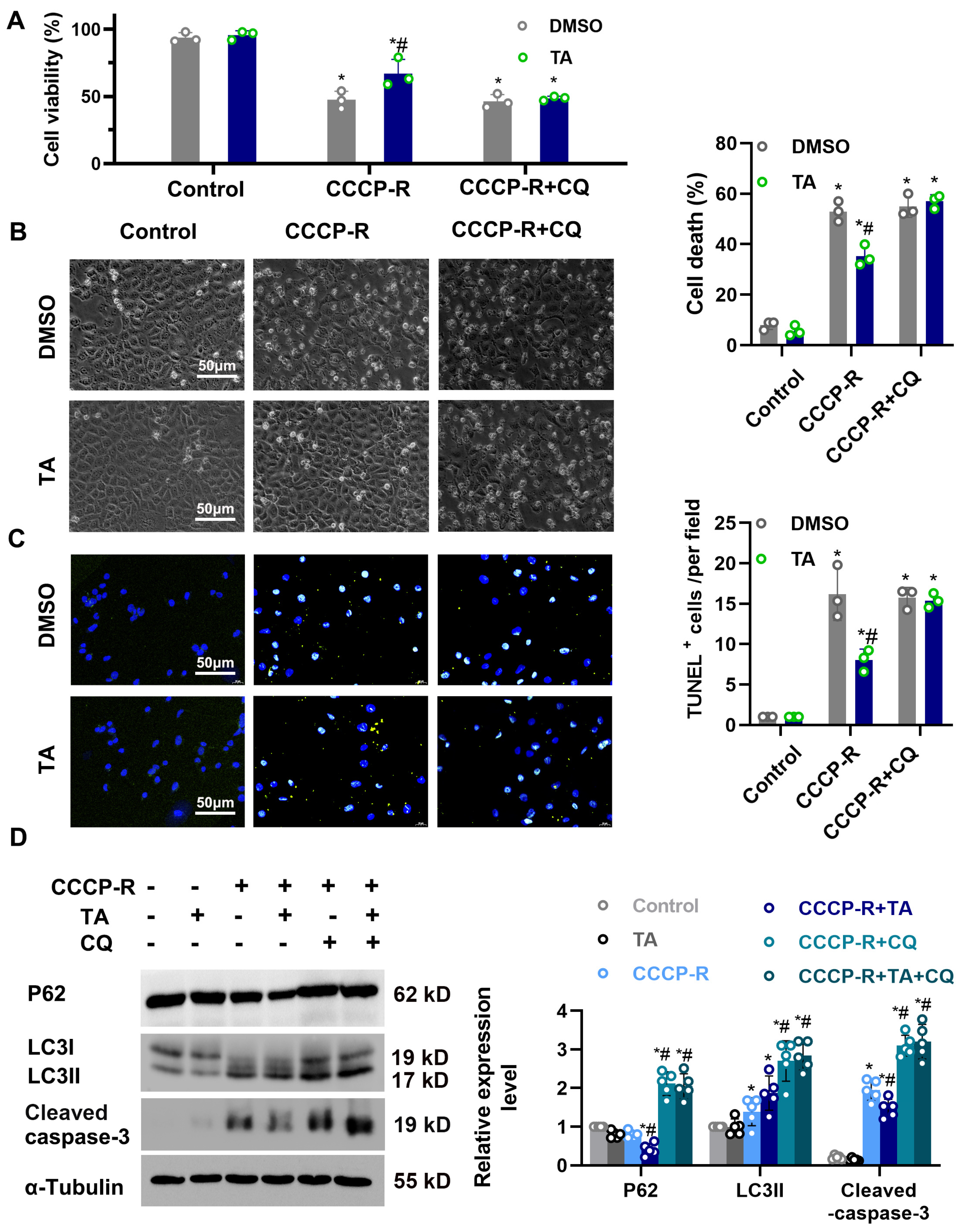 Cells 11 03951 g007 Cells 11 03951 g007