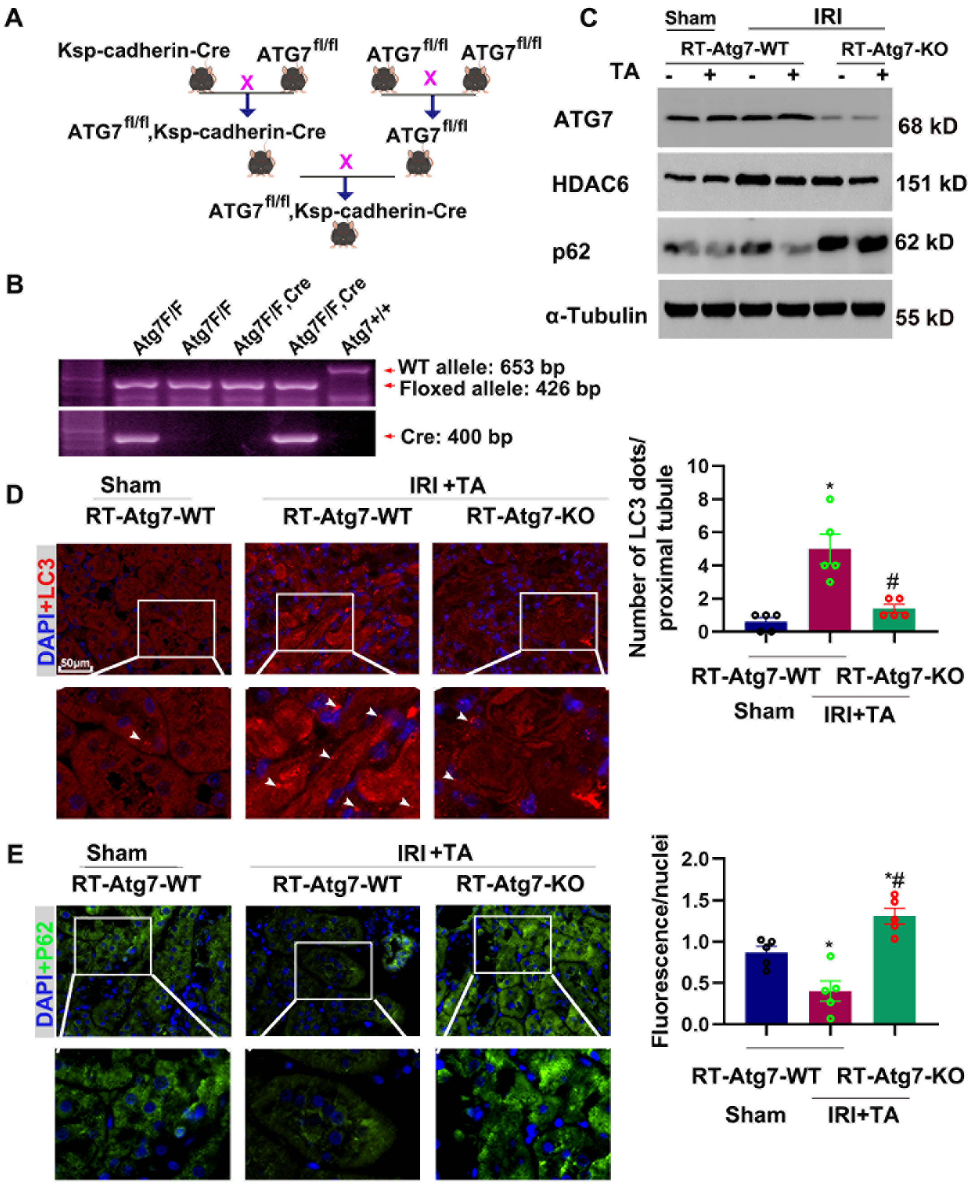 Cells 11 03951 g008 Cells 11 03951 g008