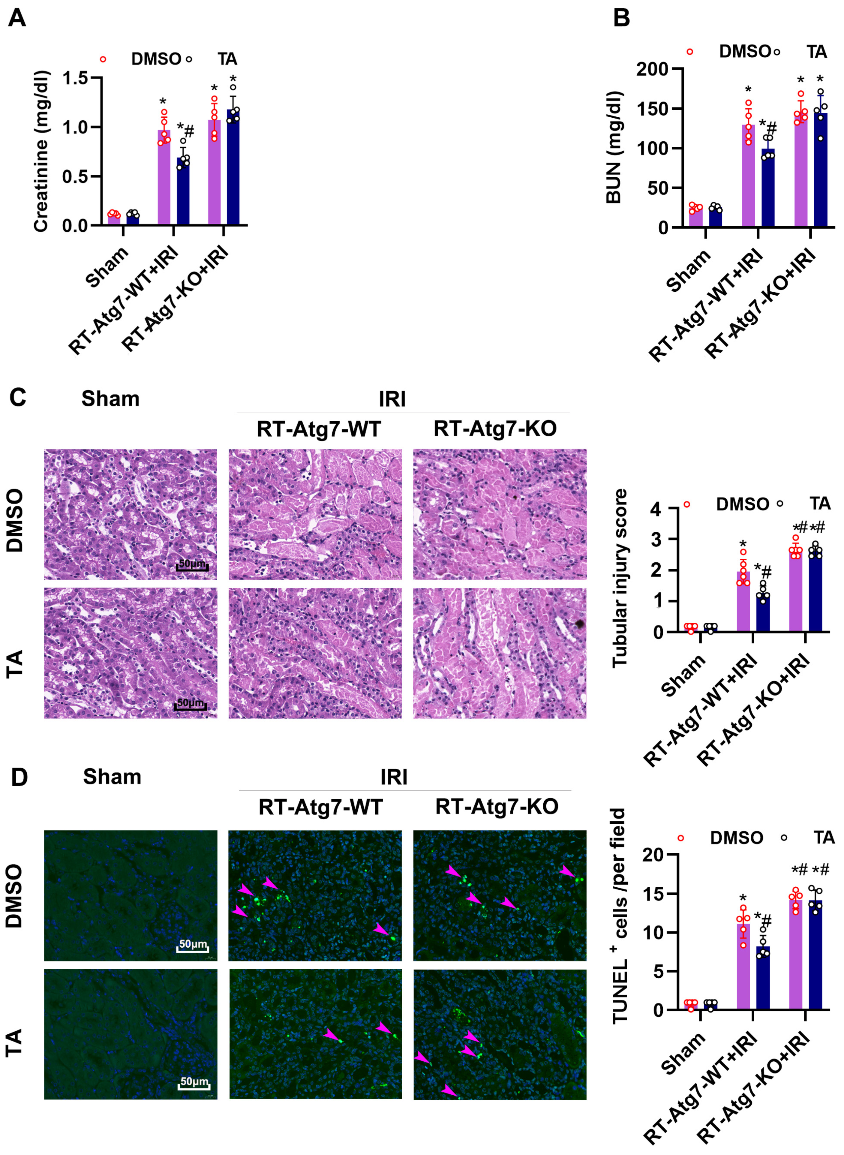 Cells 11 03951 g009 Cells 11 03951 g009