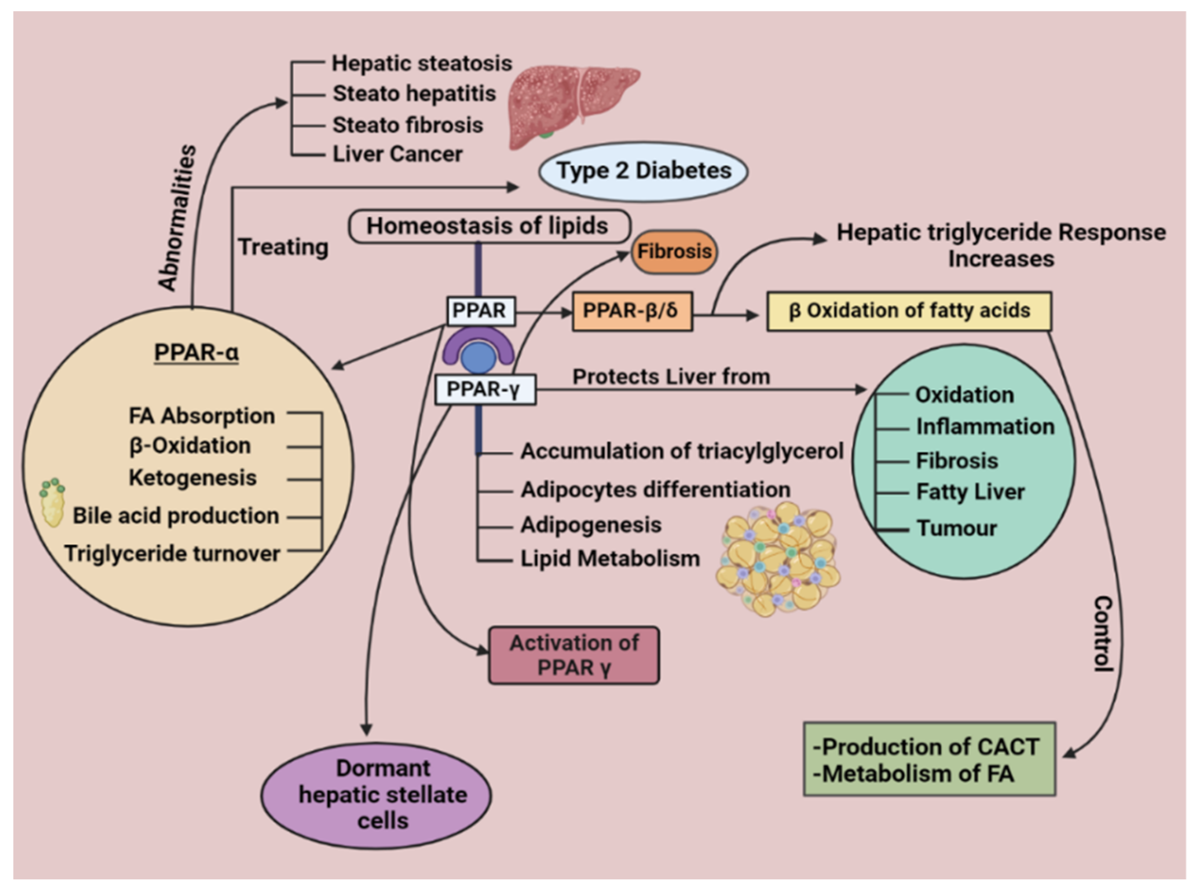Cells 11 03959 g001 Cells 11 03959 g001