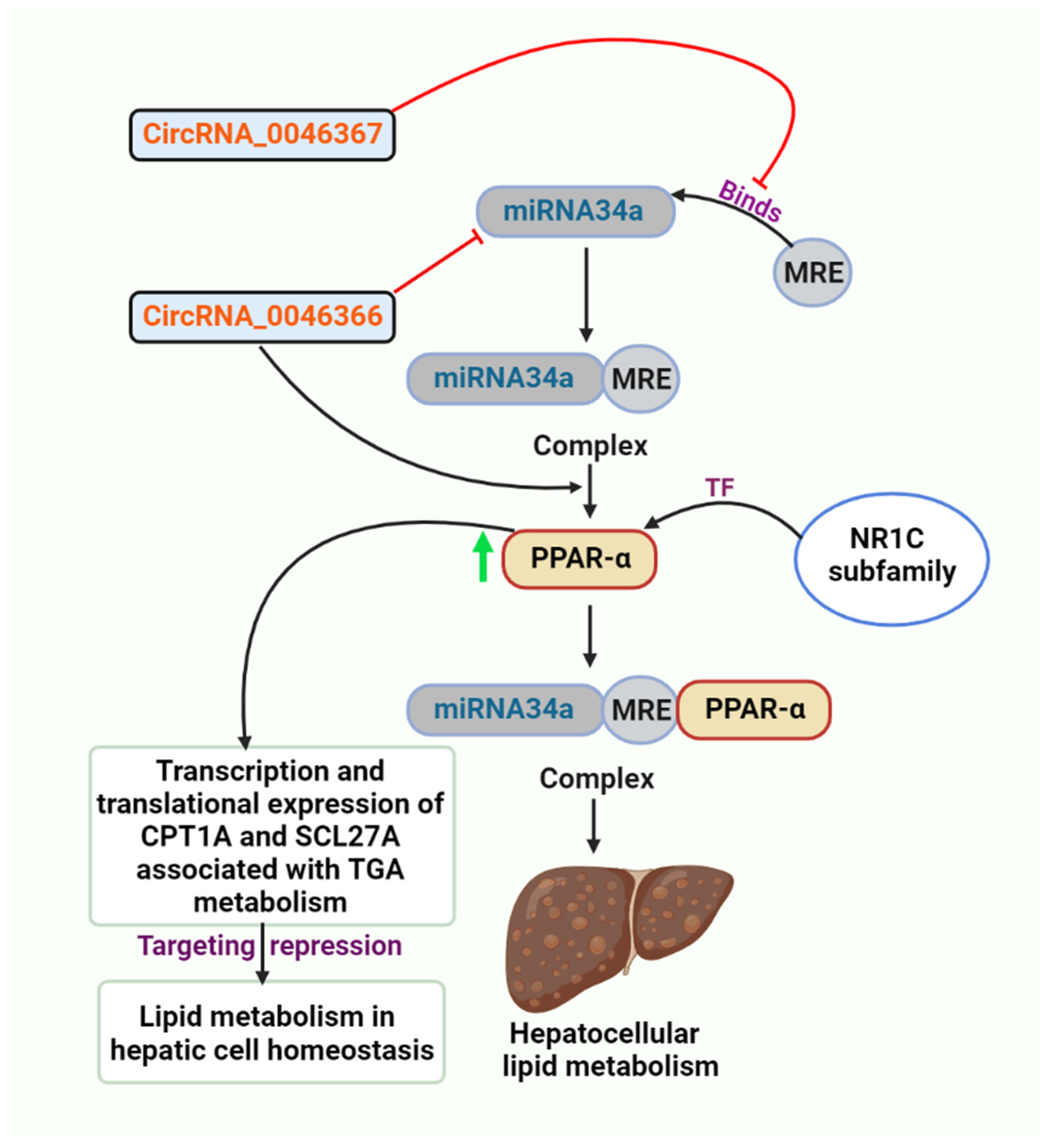 Cells 11 03959 g002 Cells 11 03959 g002
