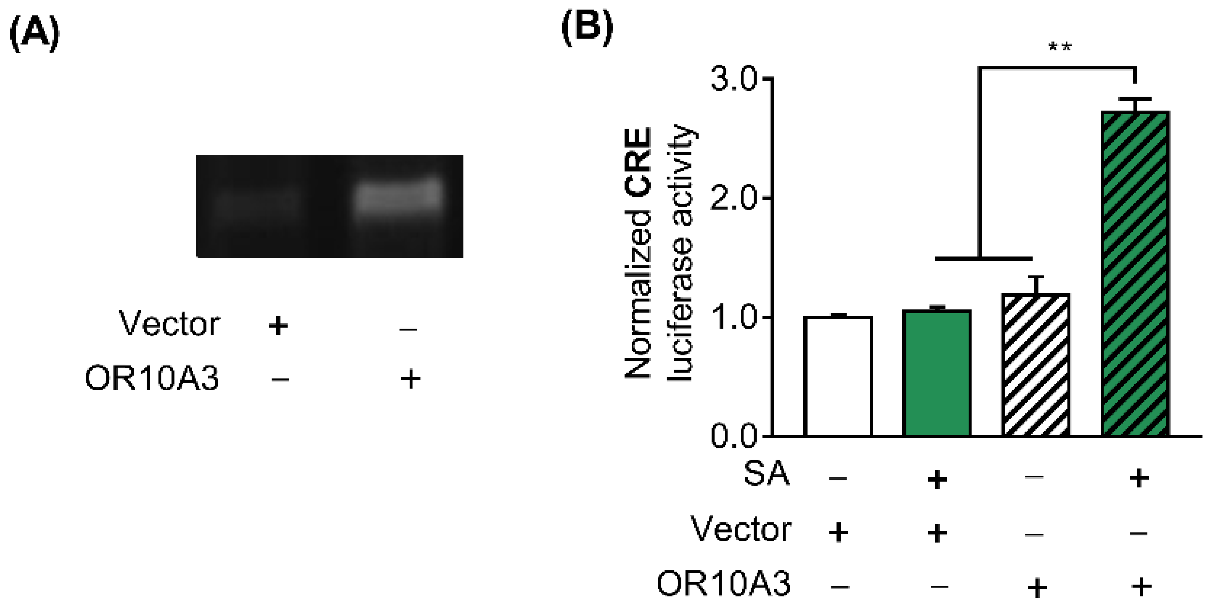 Cells 11 03961 g004 Cells 11 03961 g004