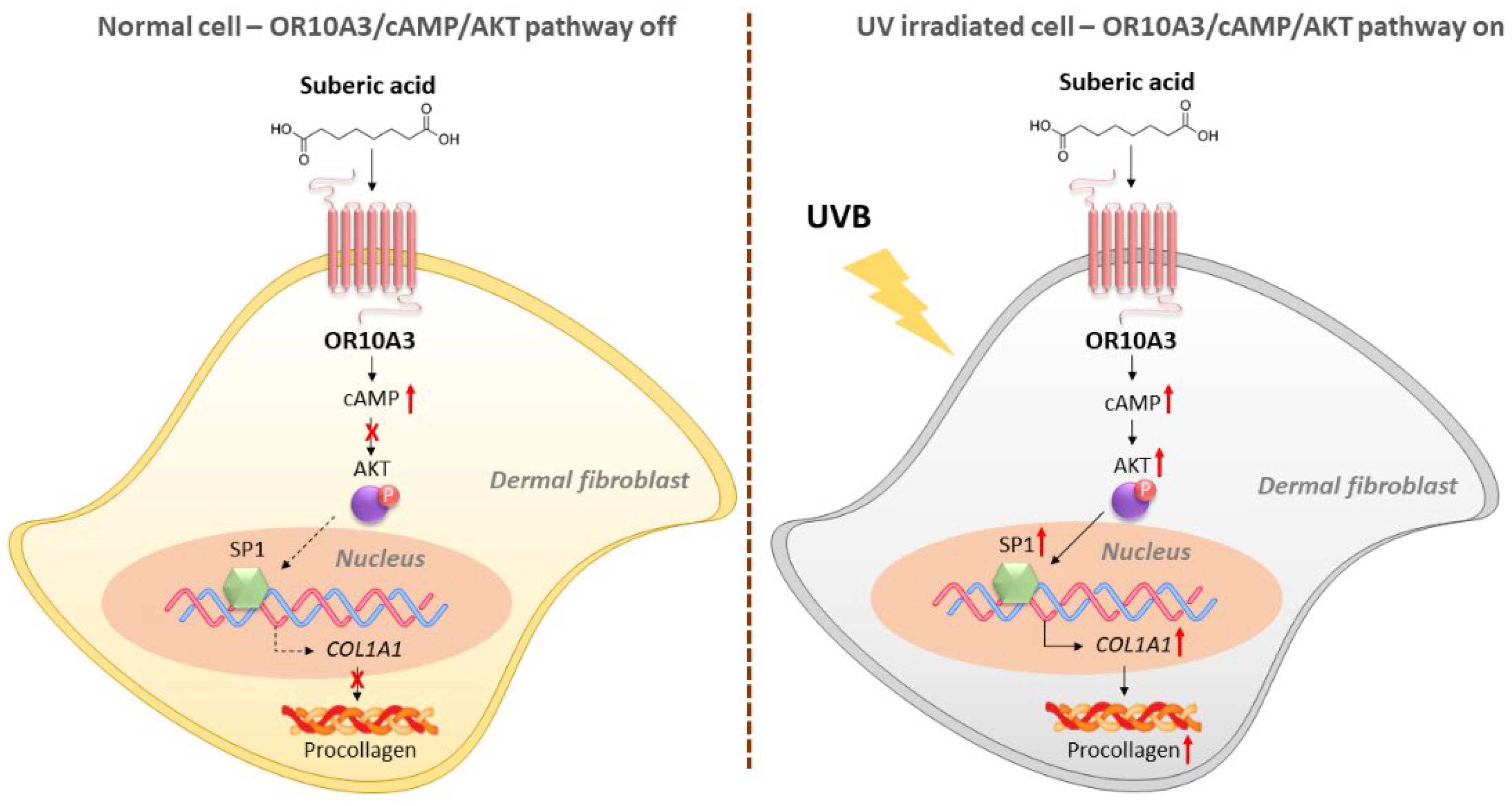 Cells 11 03961 g008 Cells 11 03961 g008