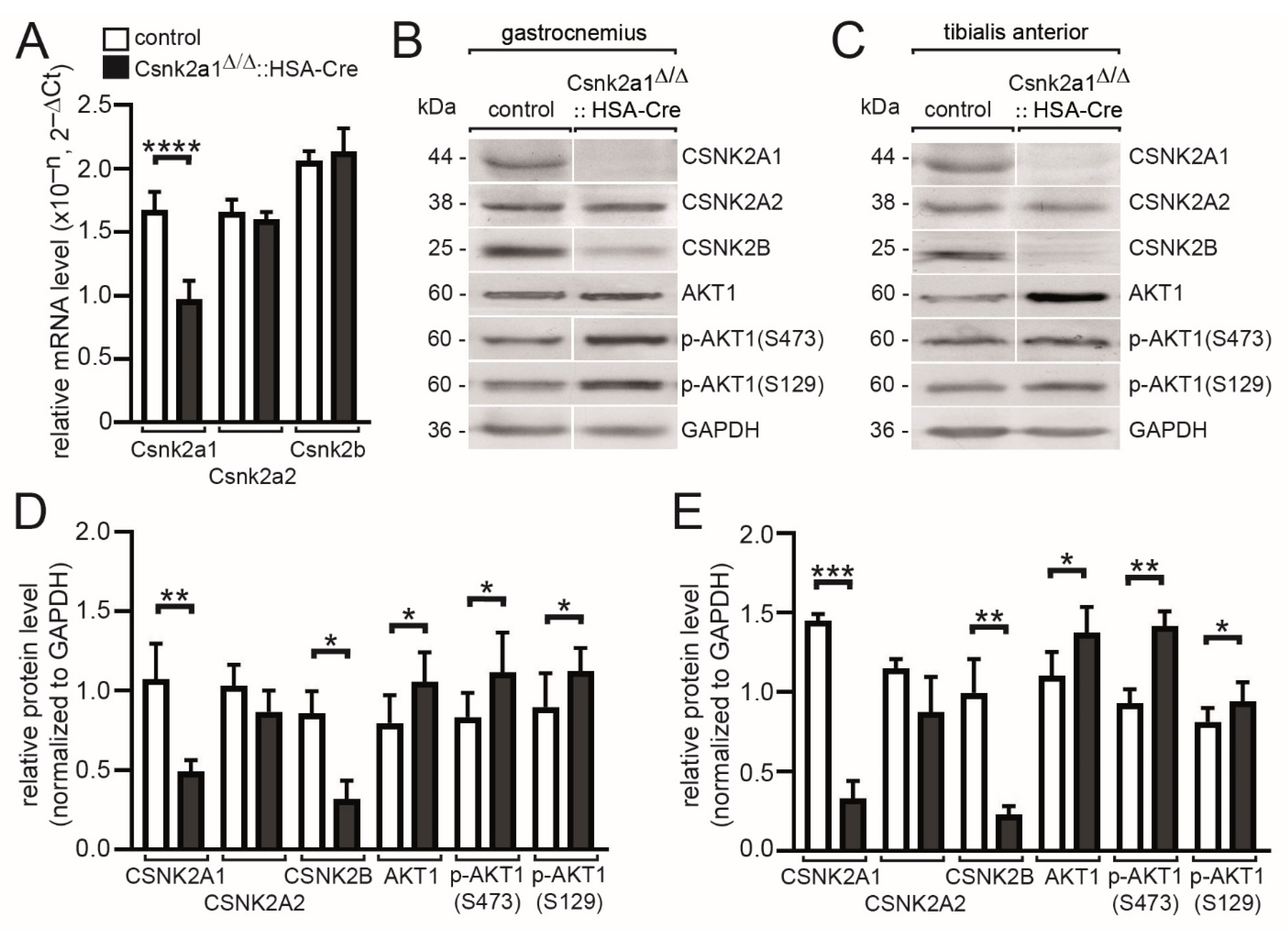 Cells 11 03962 g002 Cells 11 03962 g002