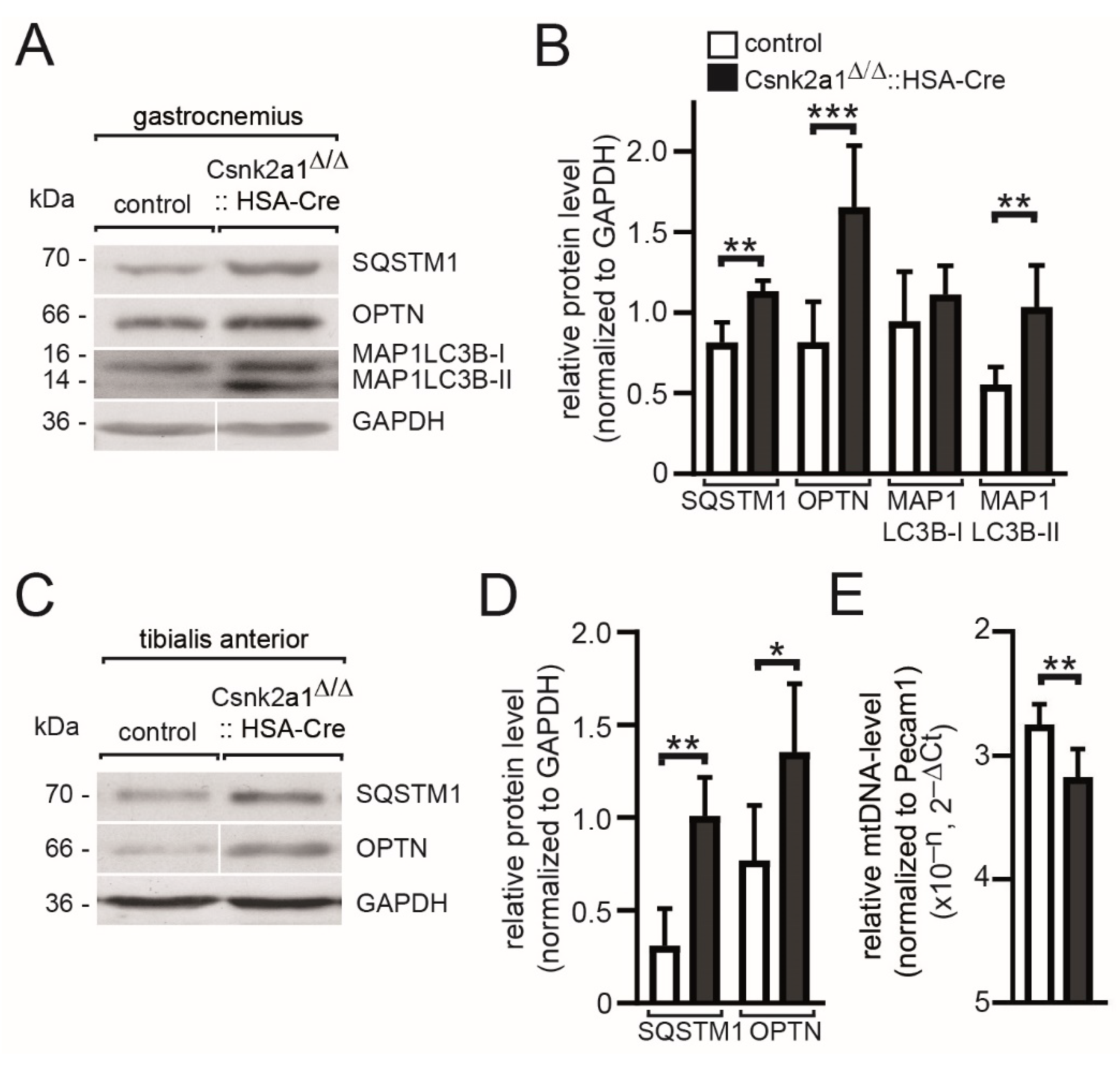 Cells 11 03962 g006 Cells 11 03962 g006