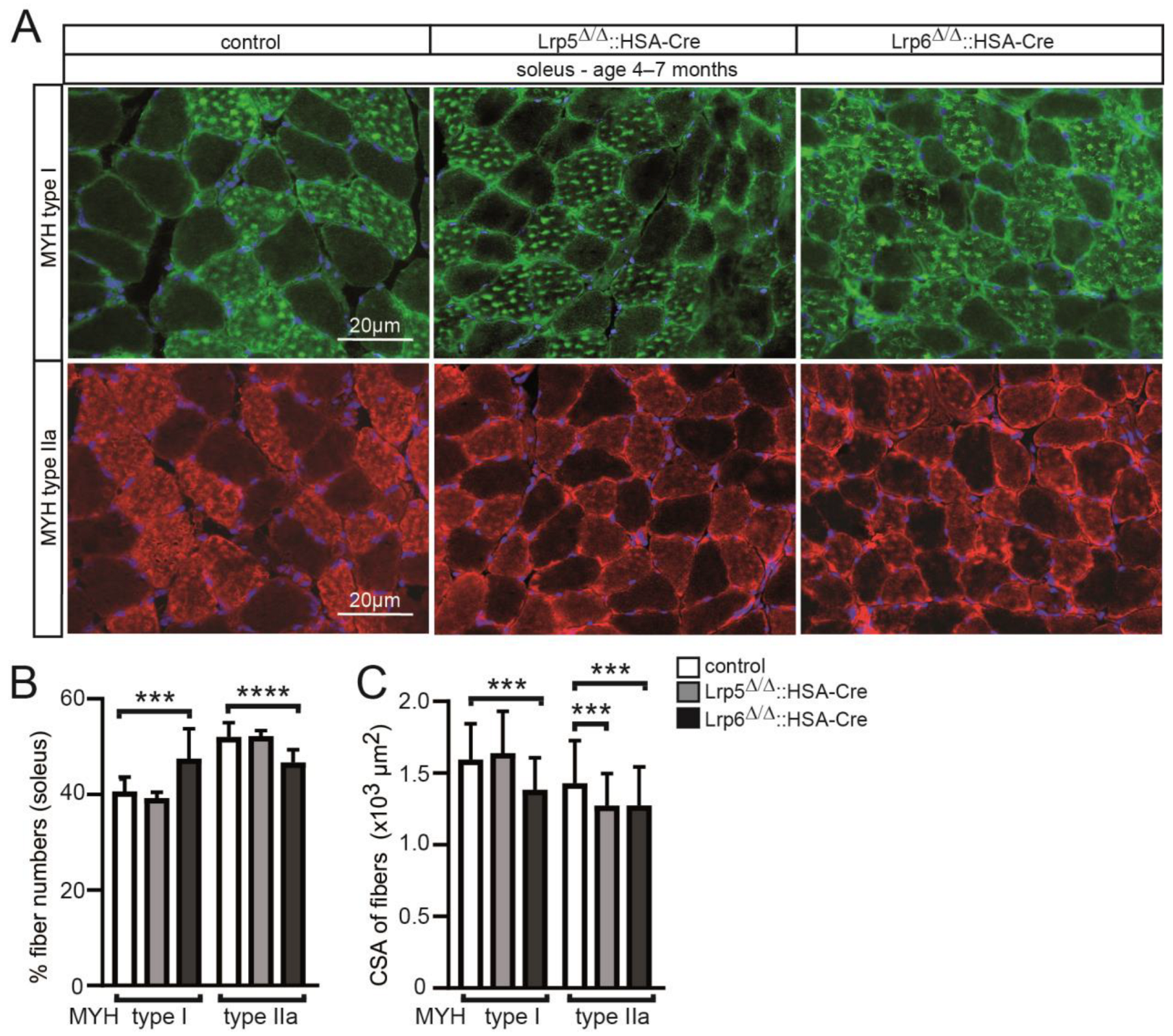 Cells 11 03968 g003 Cells 11 03968 g003