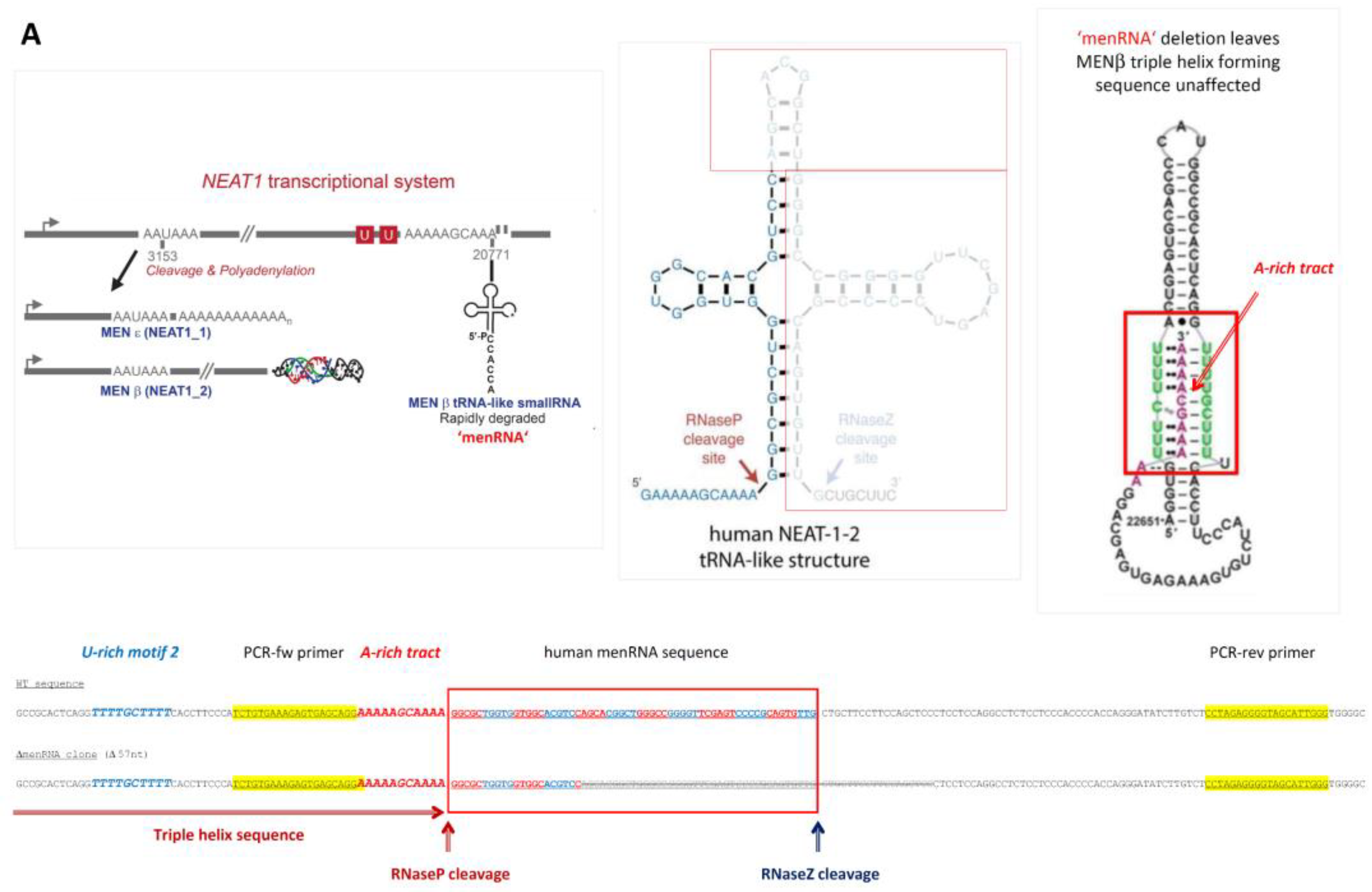 Cells 11 03970 g001a Cells 11 03970 g001a