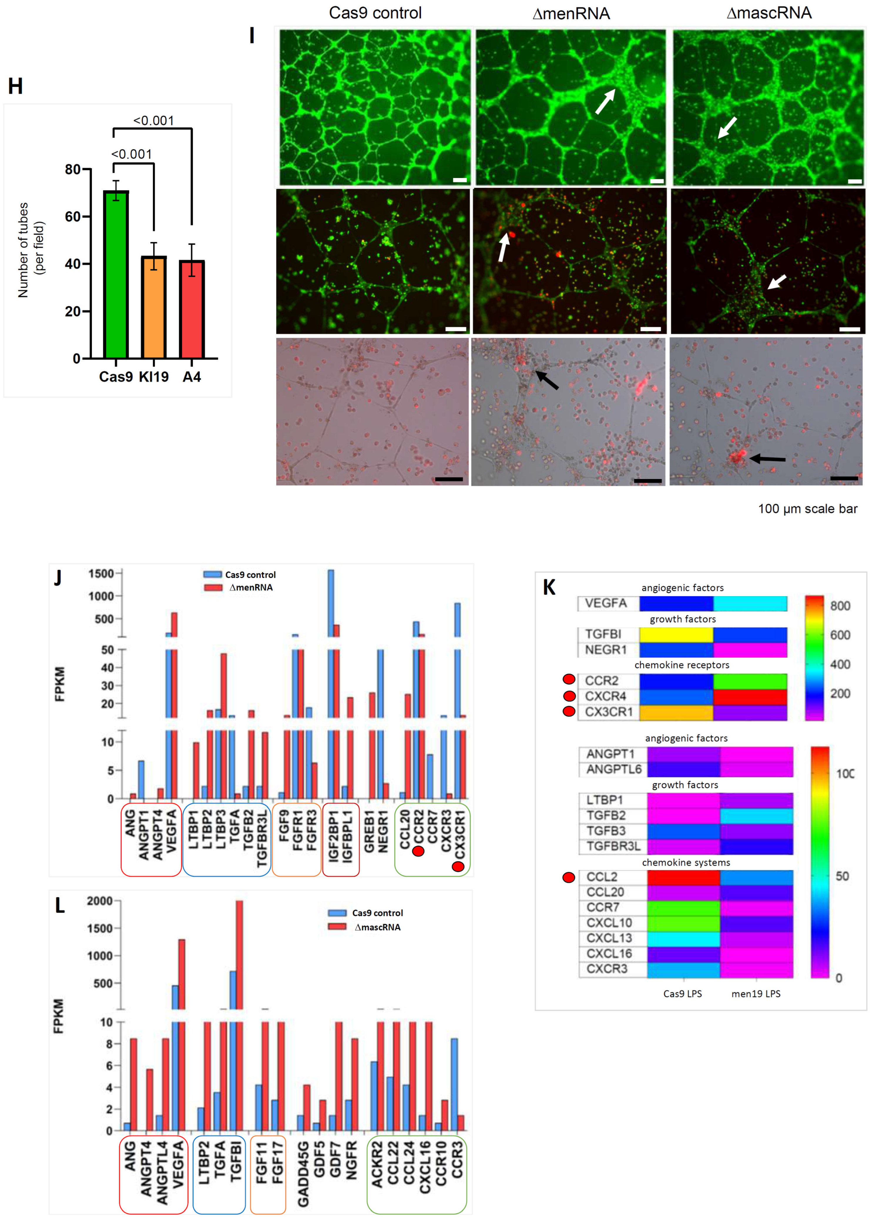 Cells 11 03970 g005b Cells 11 03970 g005b