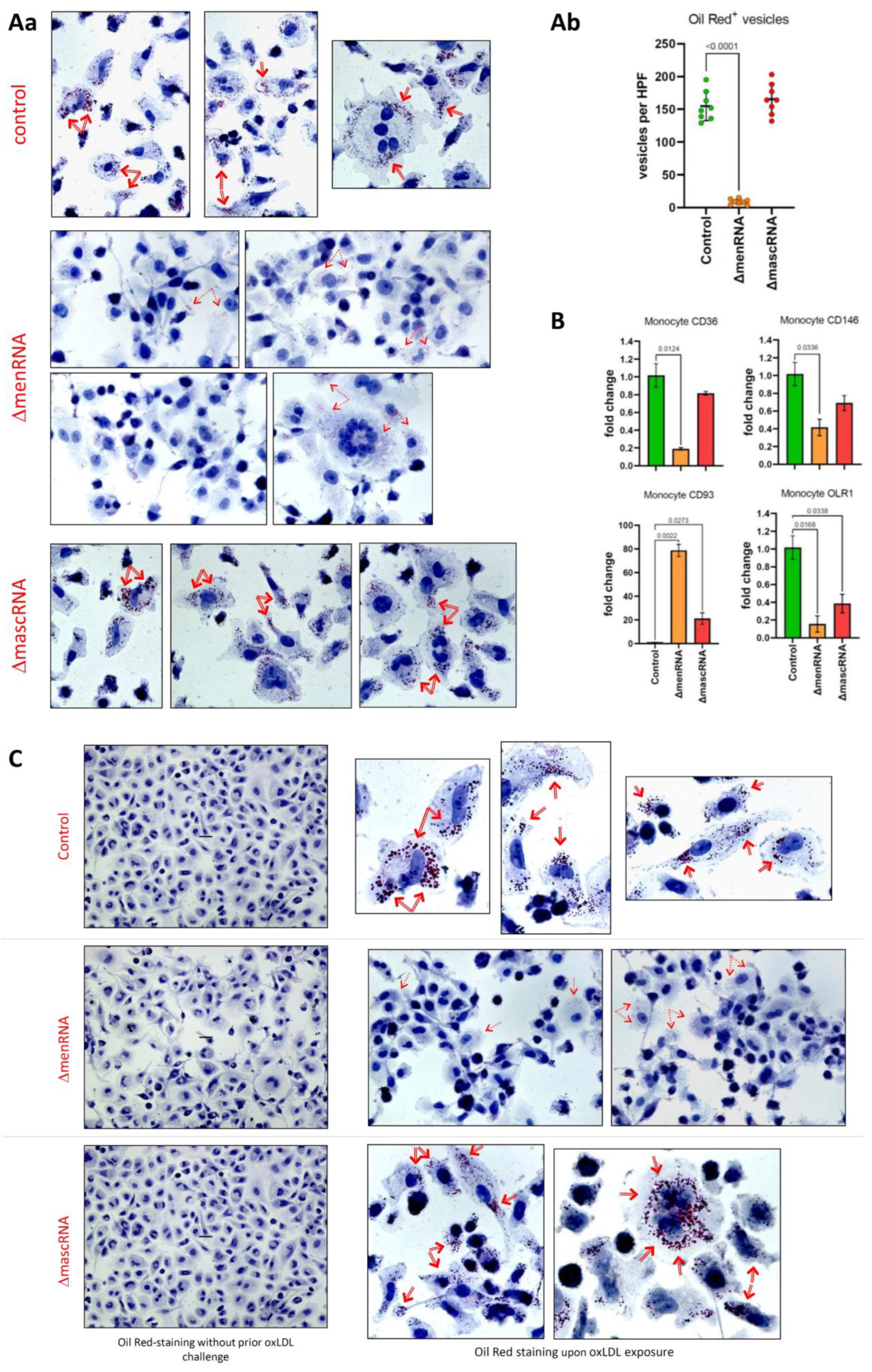 Cells 11 03970 g007 Cells 11 03970 g007