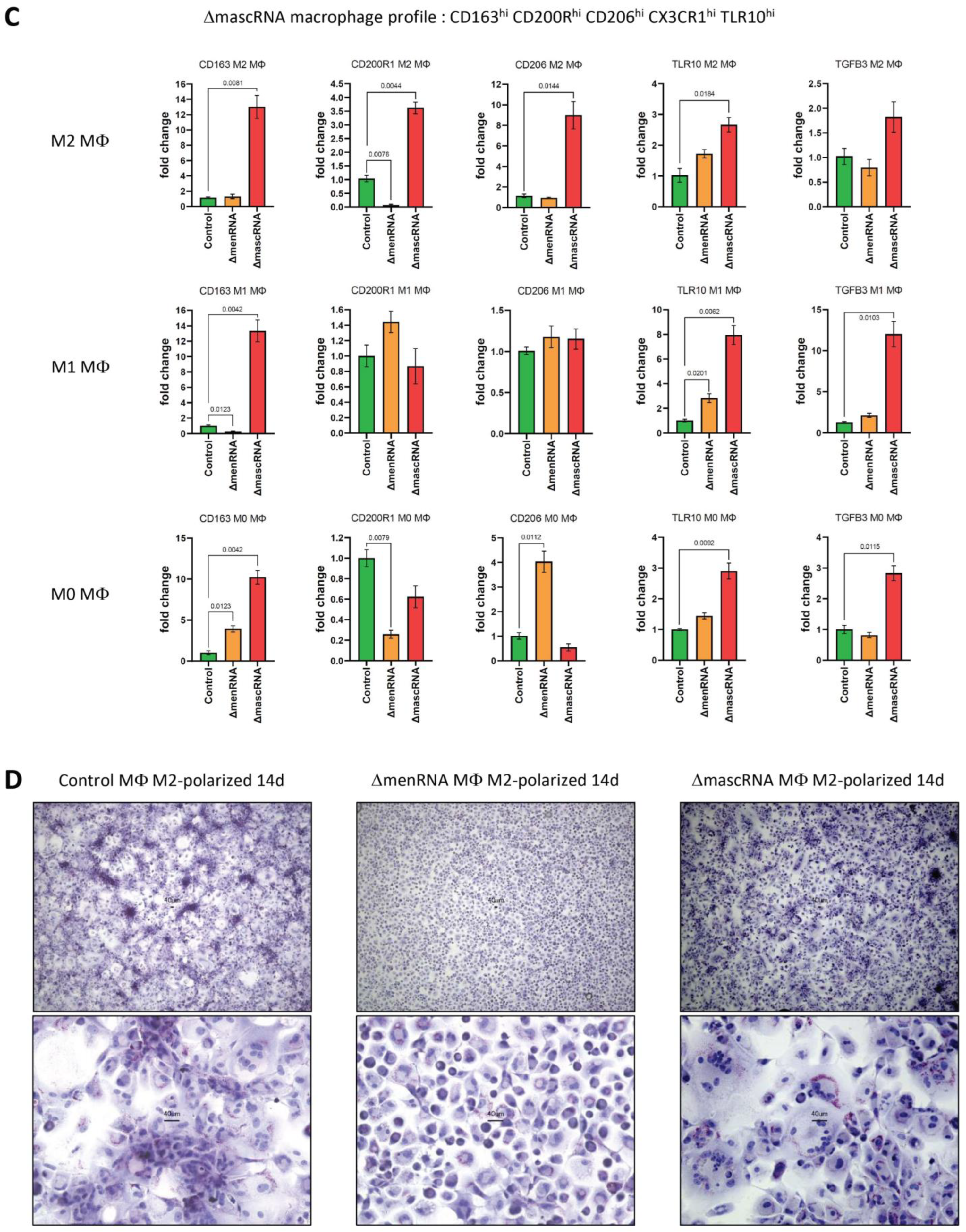 Cells 11 03970 g009b Cells 11 03970 g009b