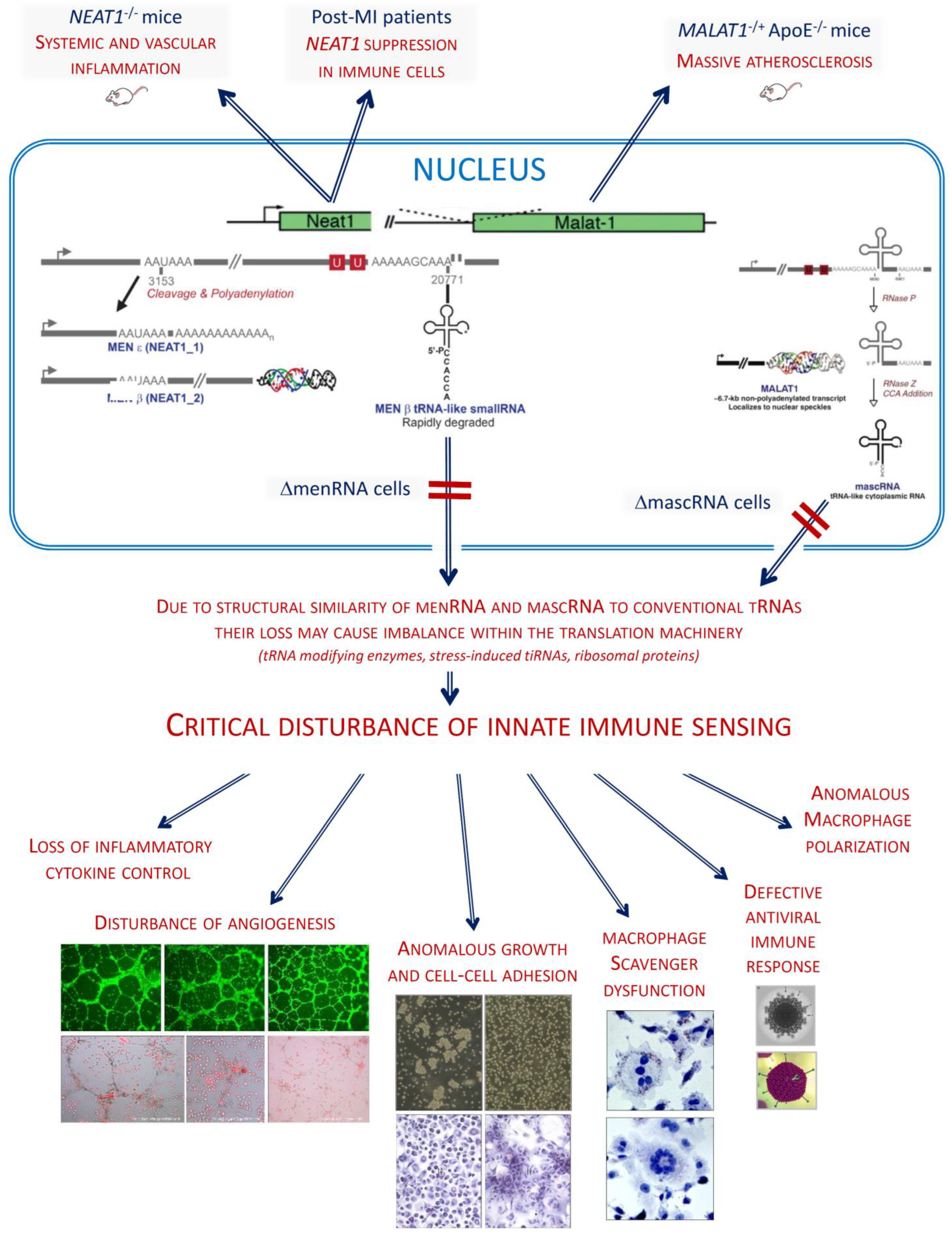 Cells 11 03970 g010 Cells 11 03970 g010