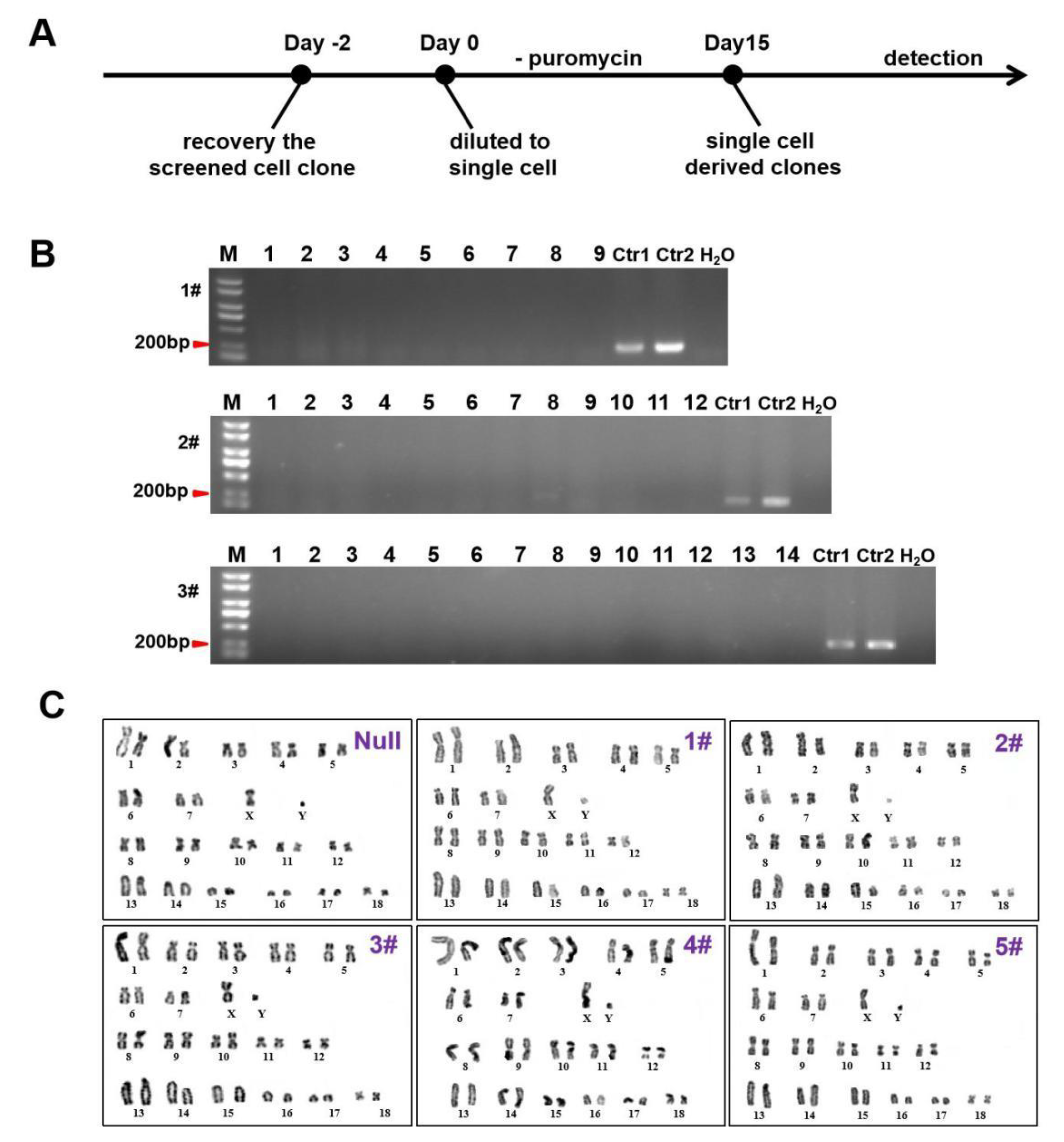 Cells 11 03975 g004 Cells 11 03975 g004