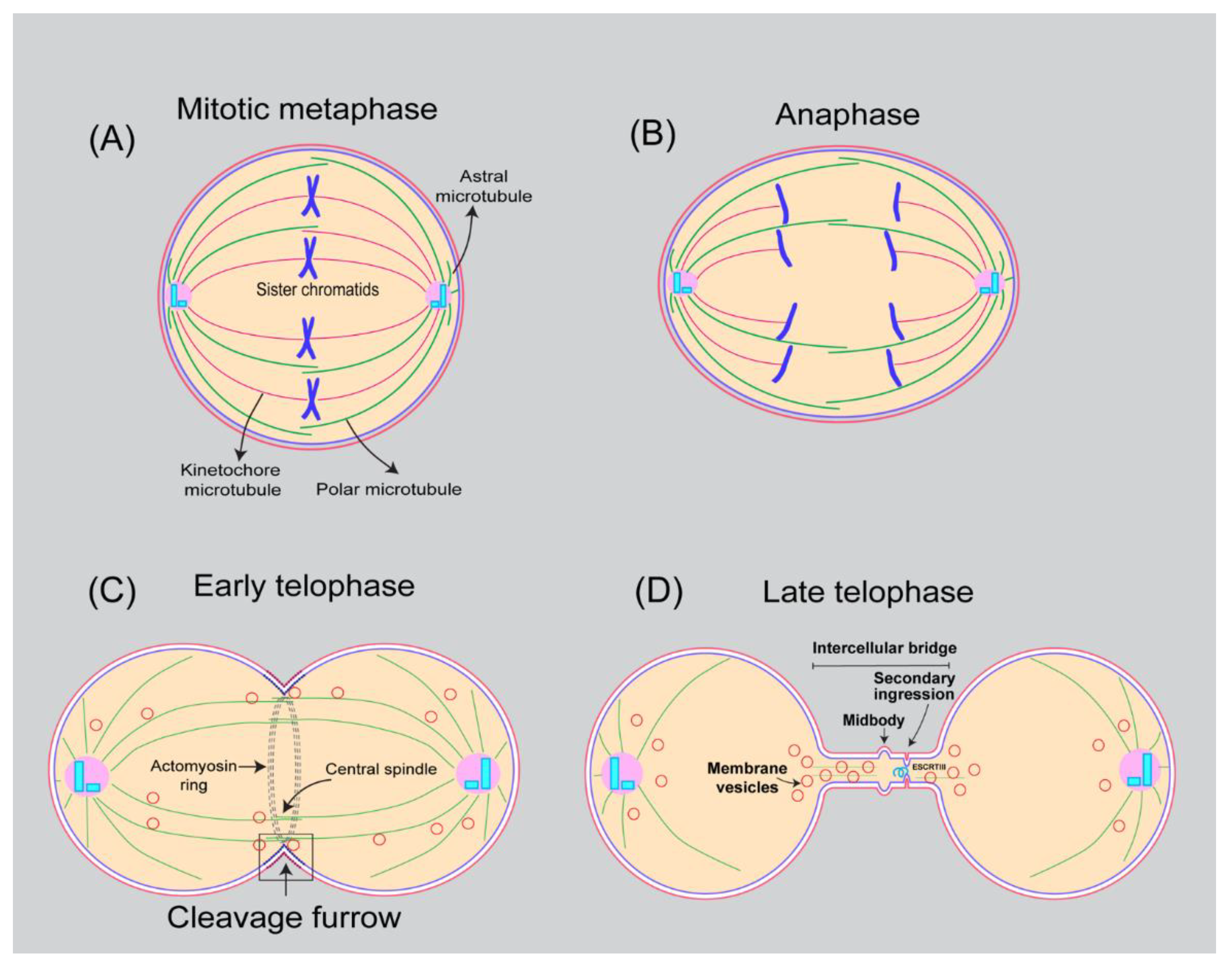 Cells | Free Full-Text | Lipid Polarization during Cytokinesis