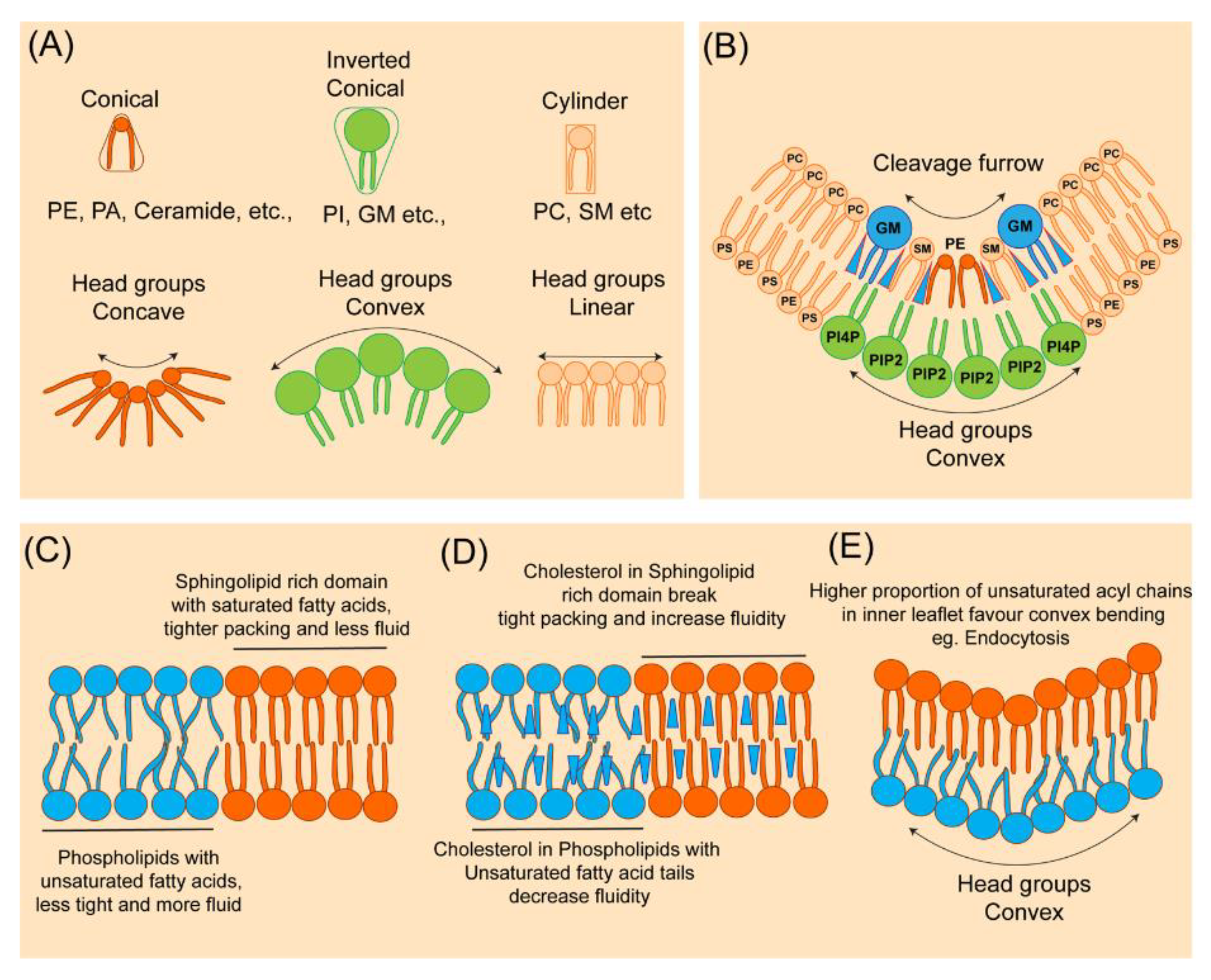 Cells | Free Full-Text | Lipid Polarization during Cytokinesis