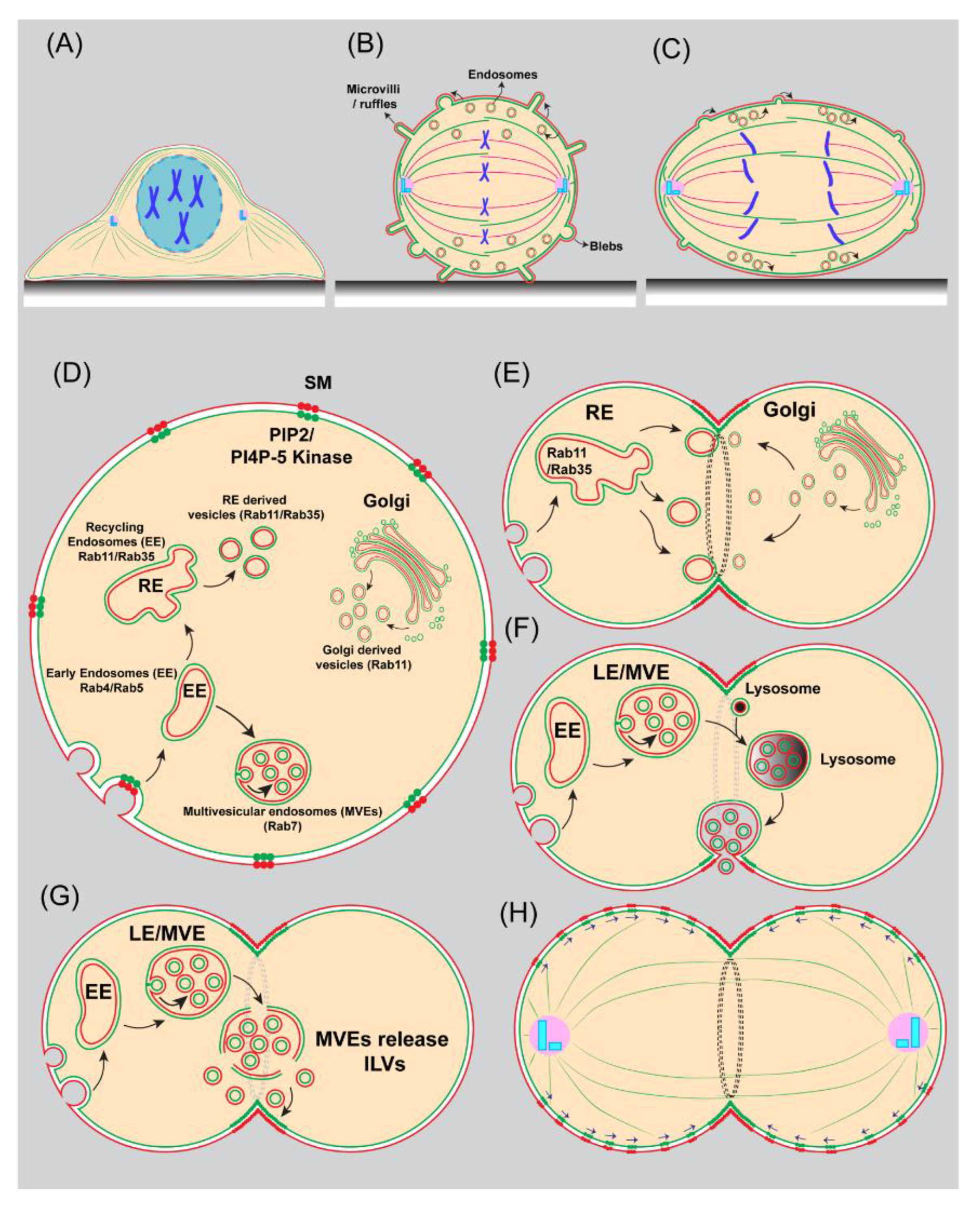 Cells | Free Full-Text | Lipid Polarization during Cytokinesis