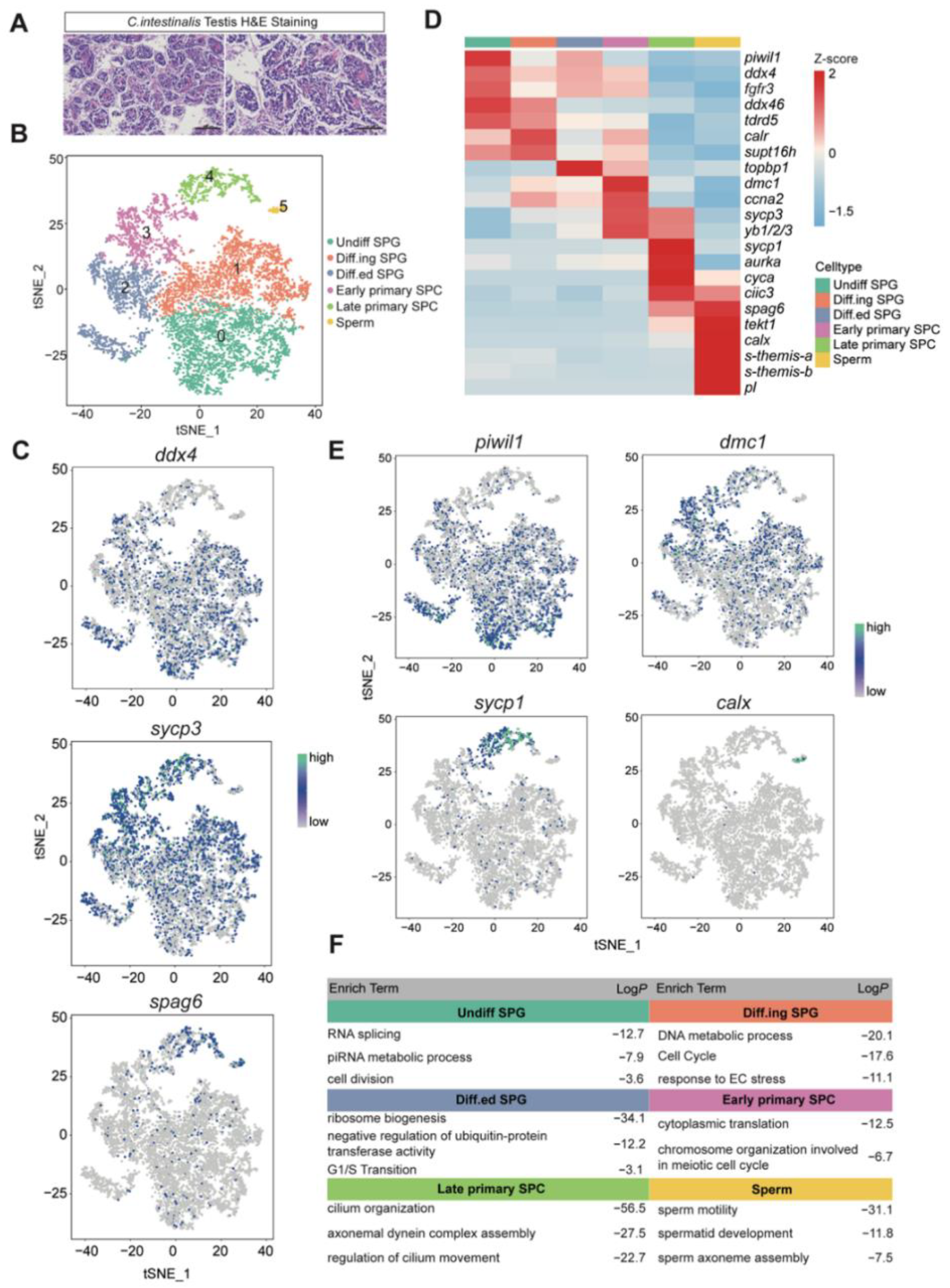Cells 11 03978 g001 Cells 11 03978 g001