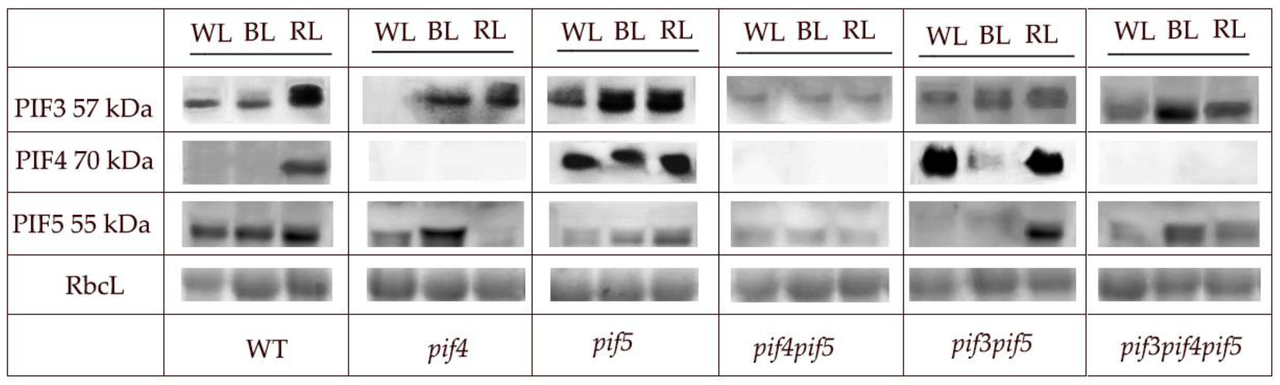 Cells 11 03981 g005 Cells 11 03981 g005
