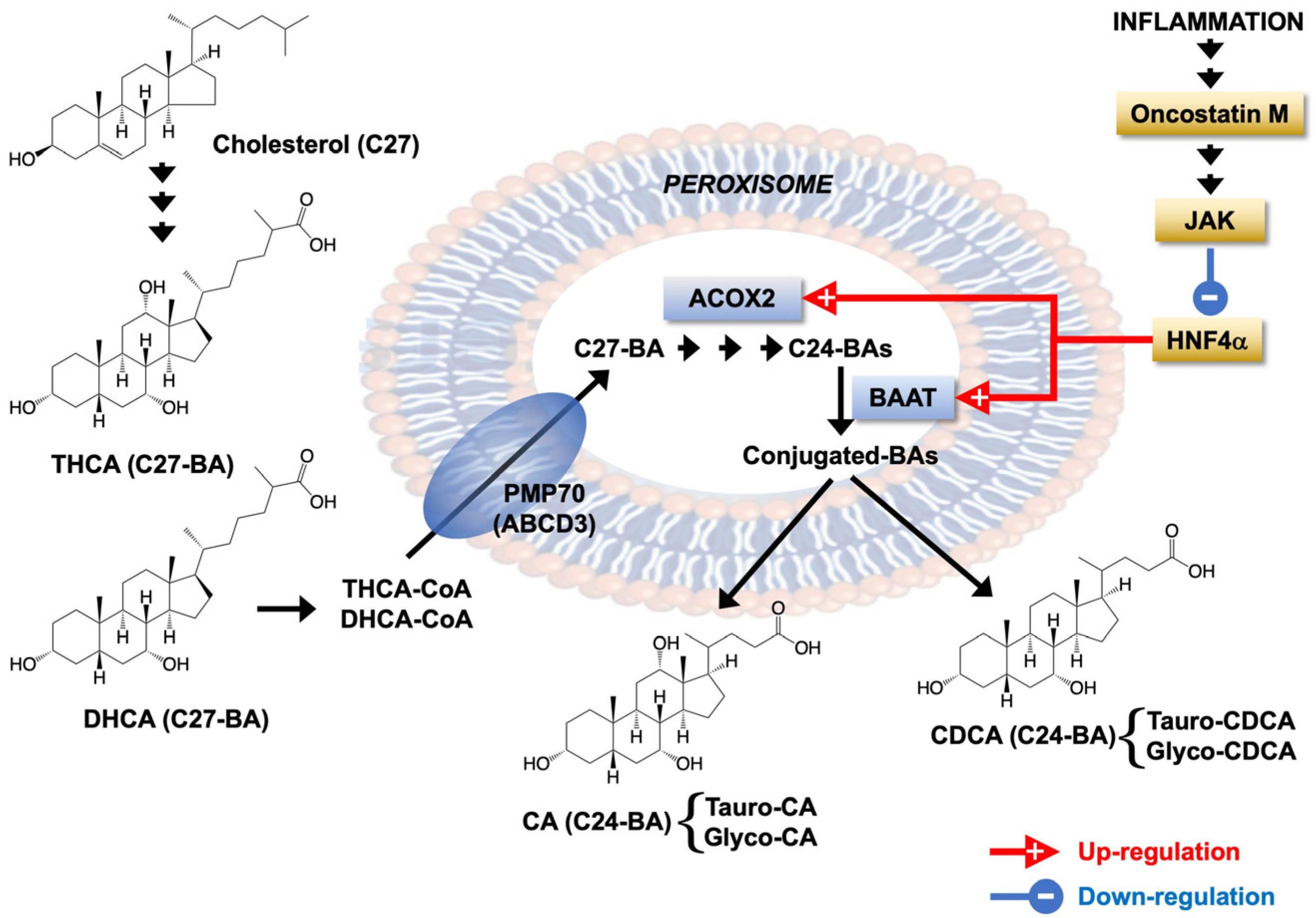 Cells 11 03983 g009 Cells 11 03983 g009