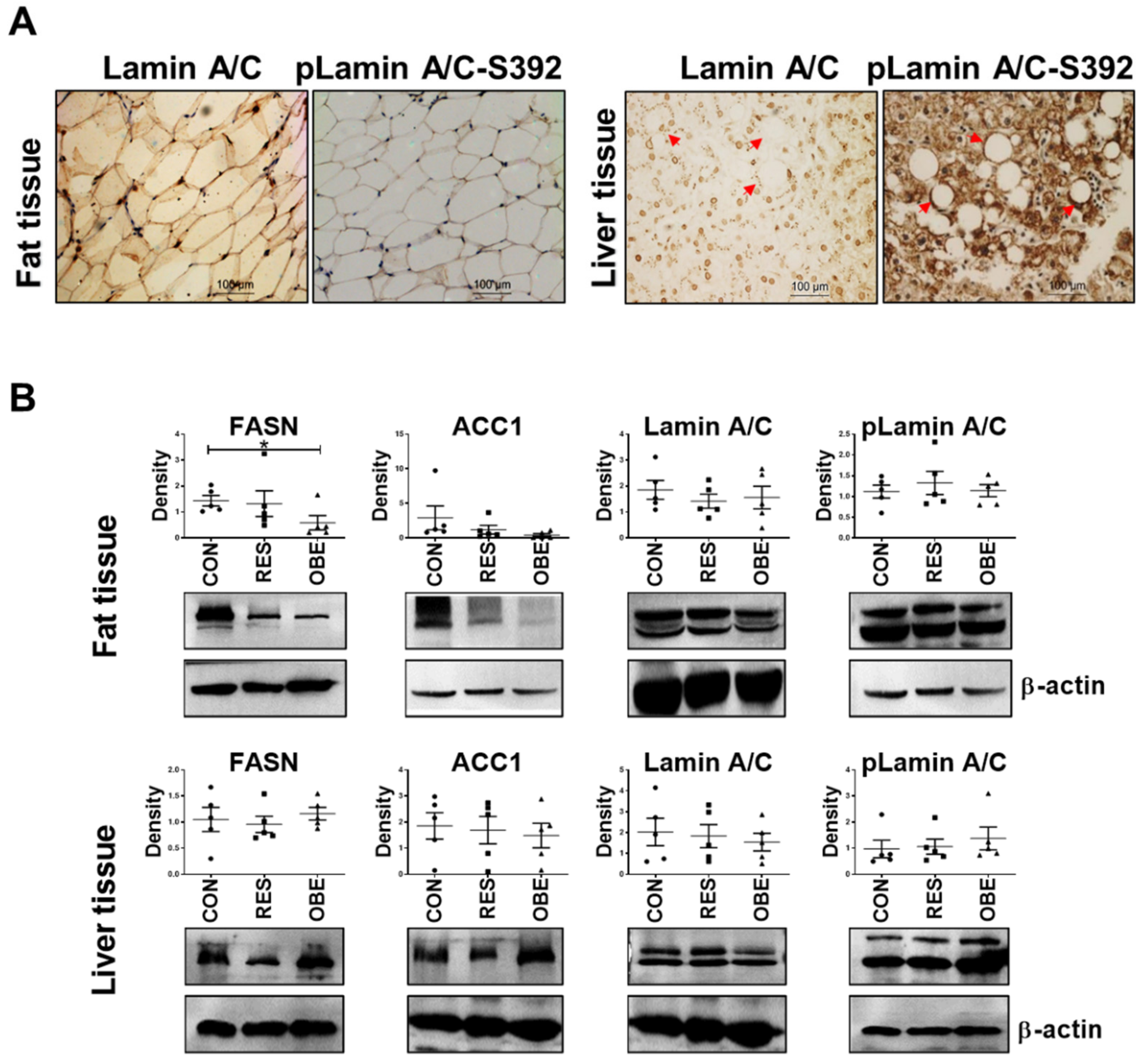 Cells 11 03988 g001 Cells 11 03988 g001