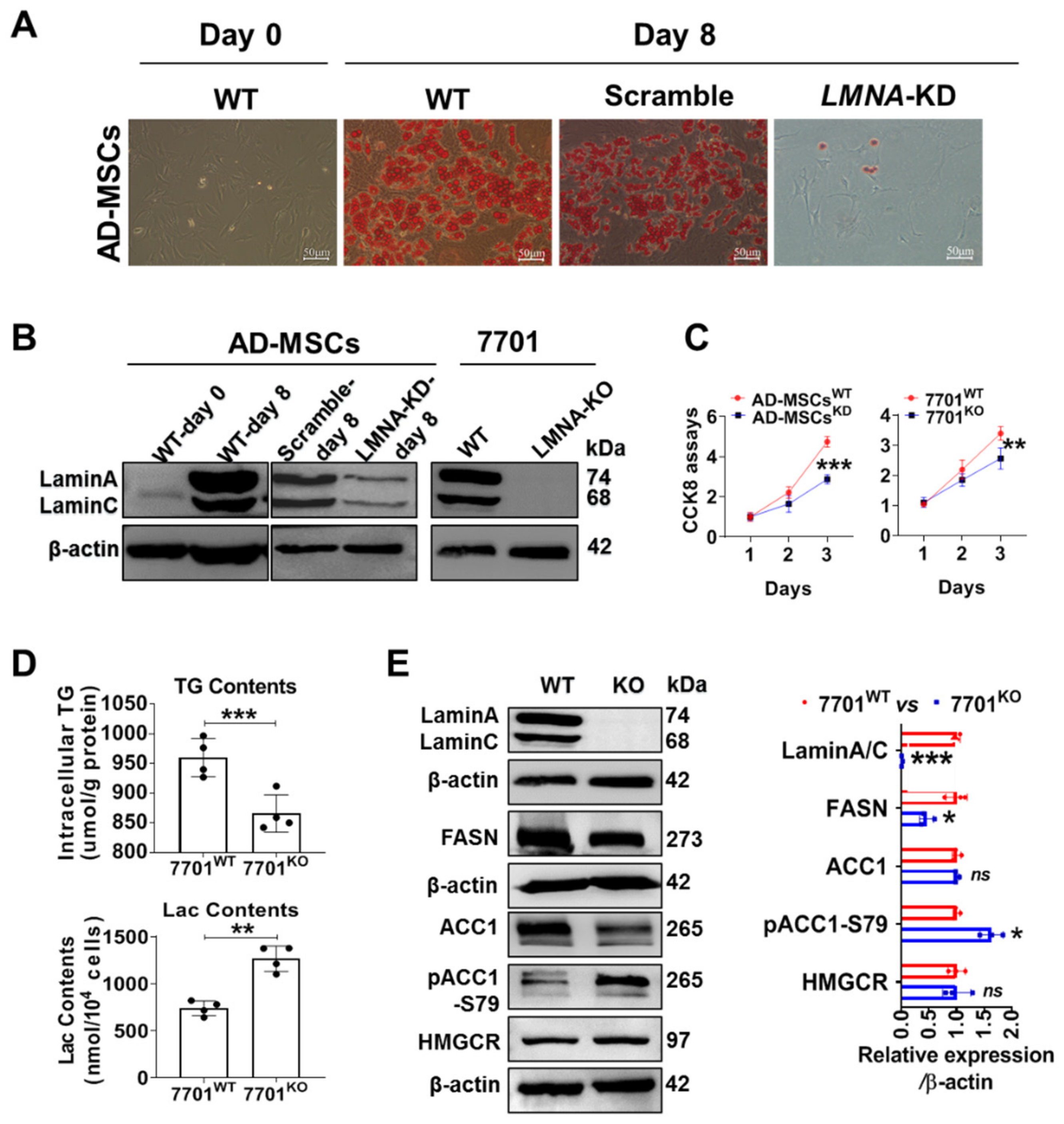 Cells 11 03988 g002 Cells 11 03988 g002