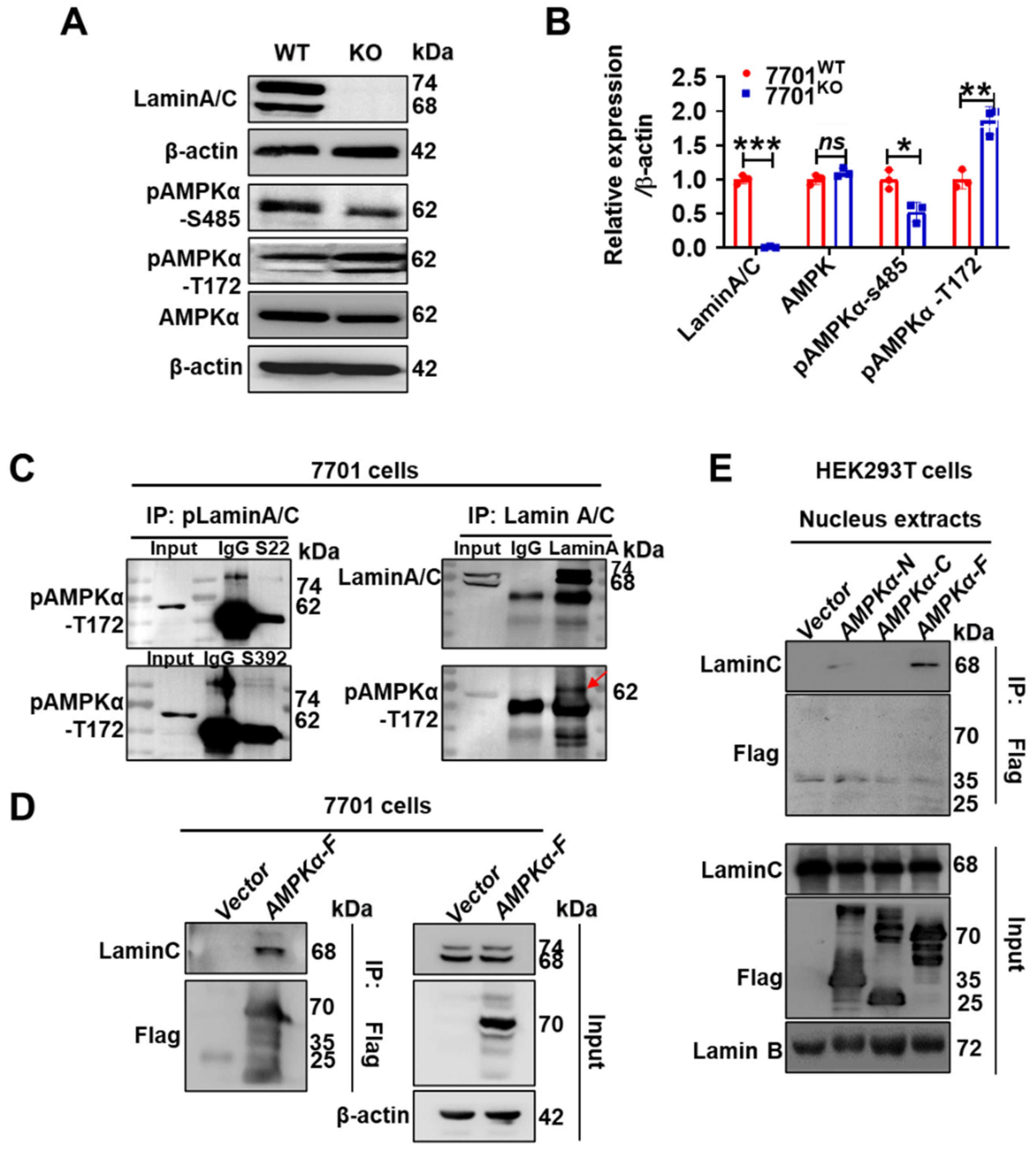 Cells 11 03988 g003 Cells 11 03988 g003