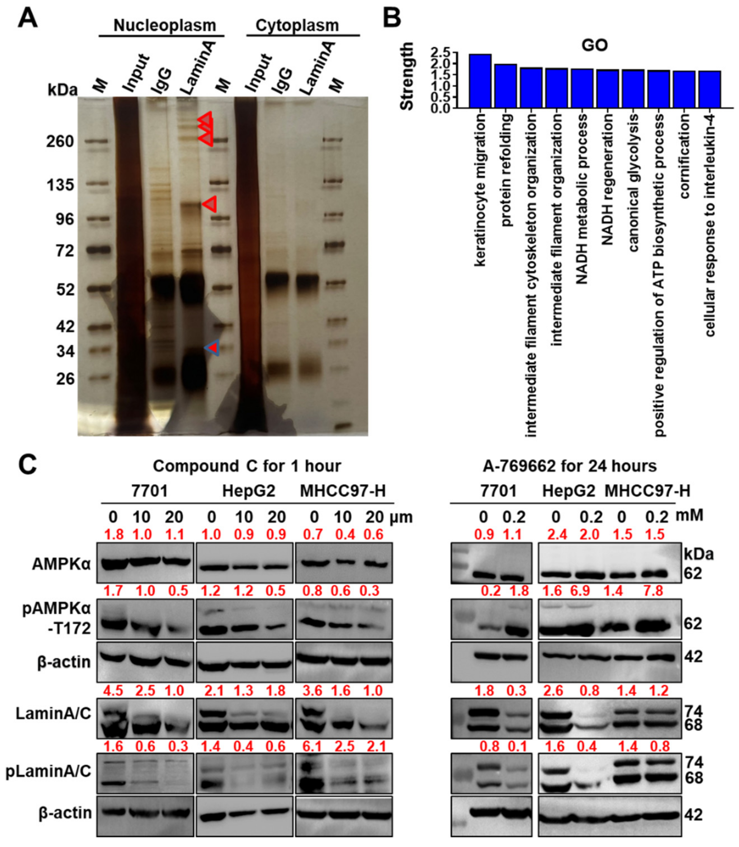Cells 11 03988 g005 Cells 11 03988 g005