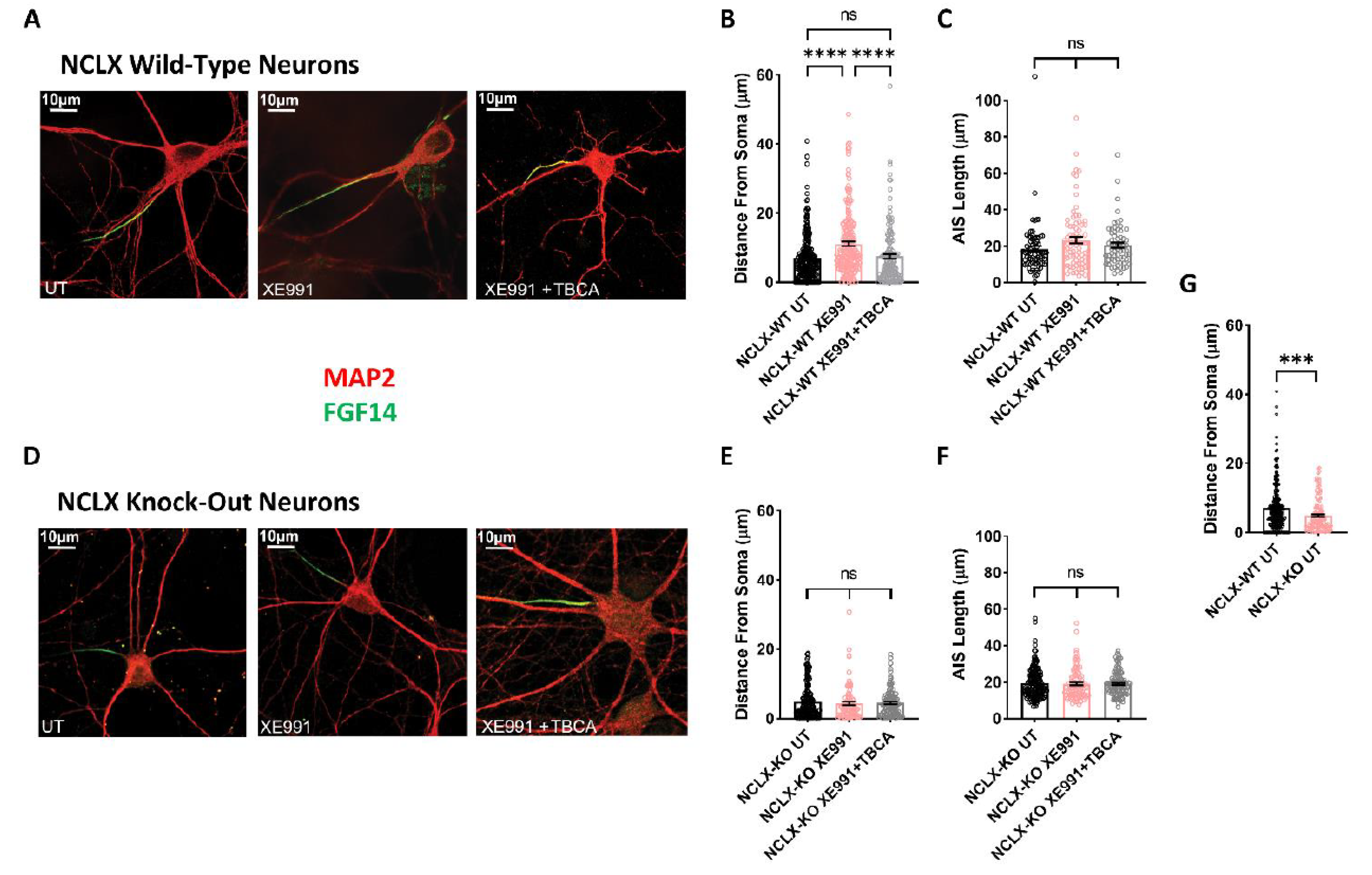 Cells 11 03990 g005 Cells 11 03990 g005