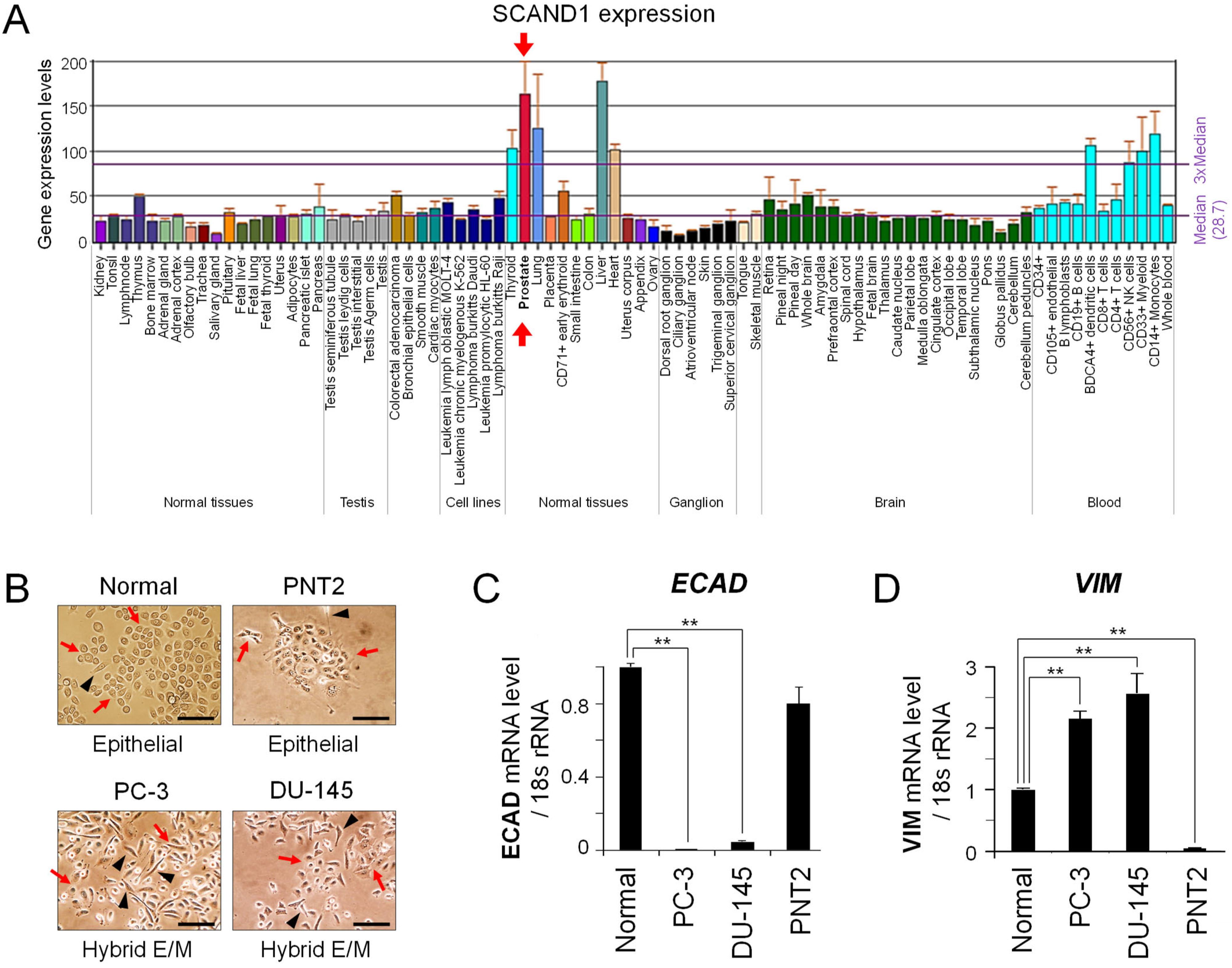 Cells 11 03993 g001a Cells 11 03993 g001a